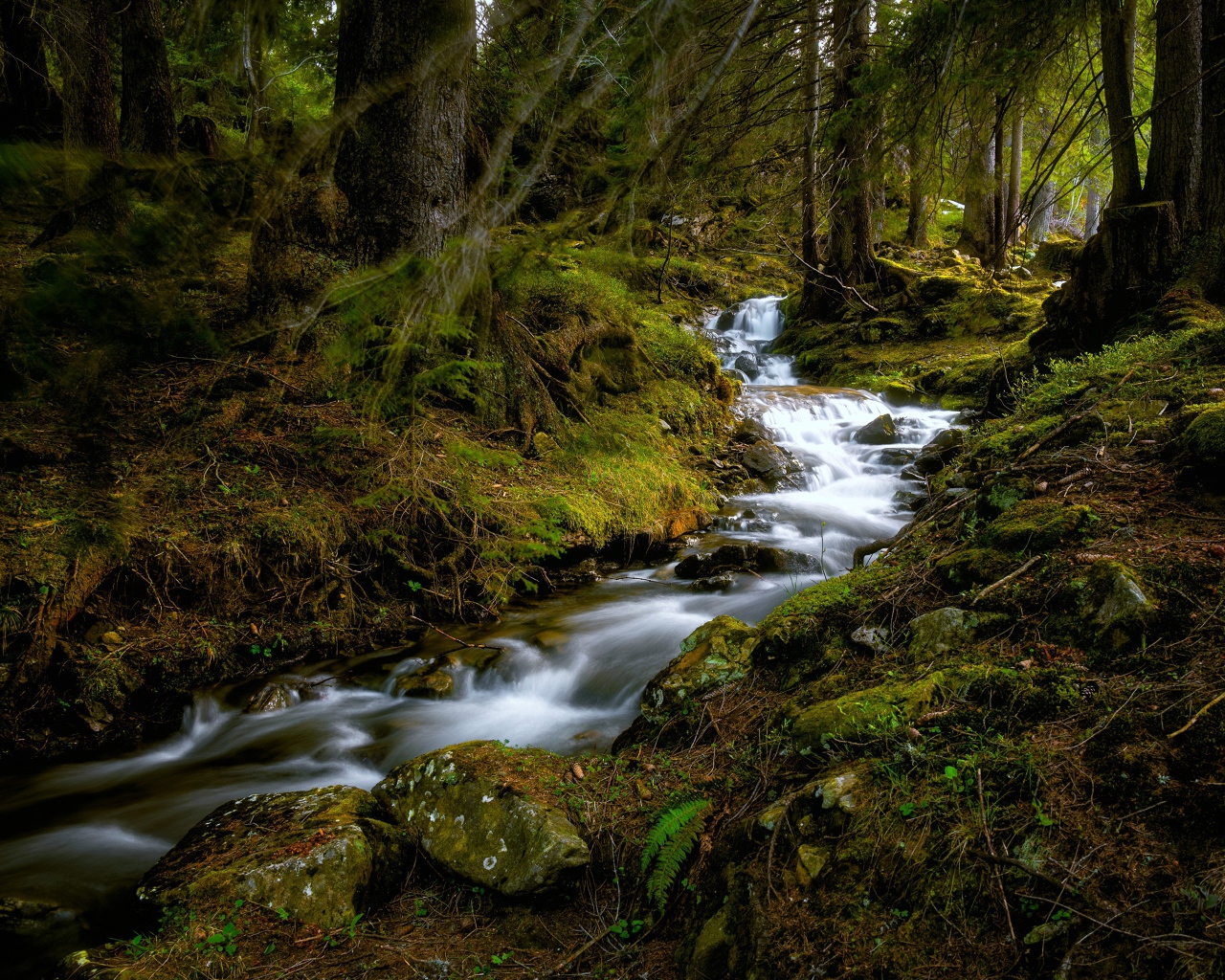 Быстрый ручей в холодном темном лесу 
