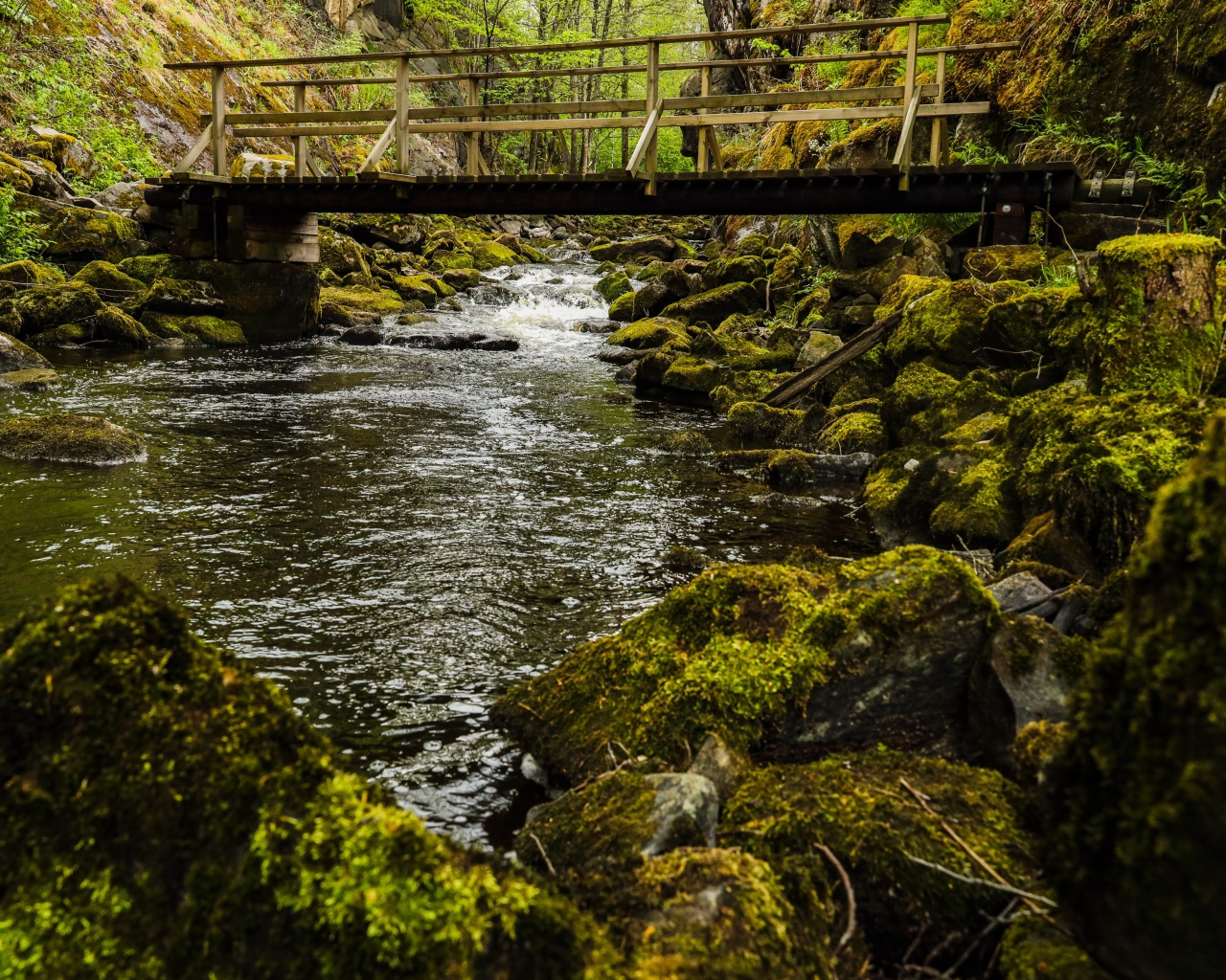Покрытые мхом камни в реке под мостом
