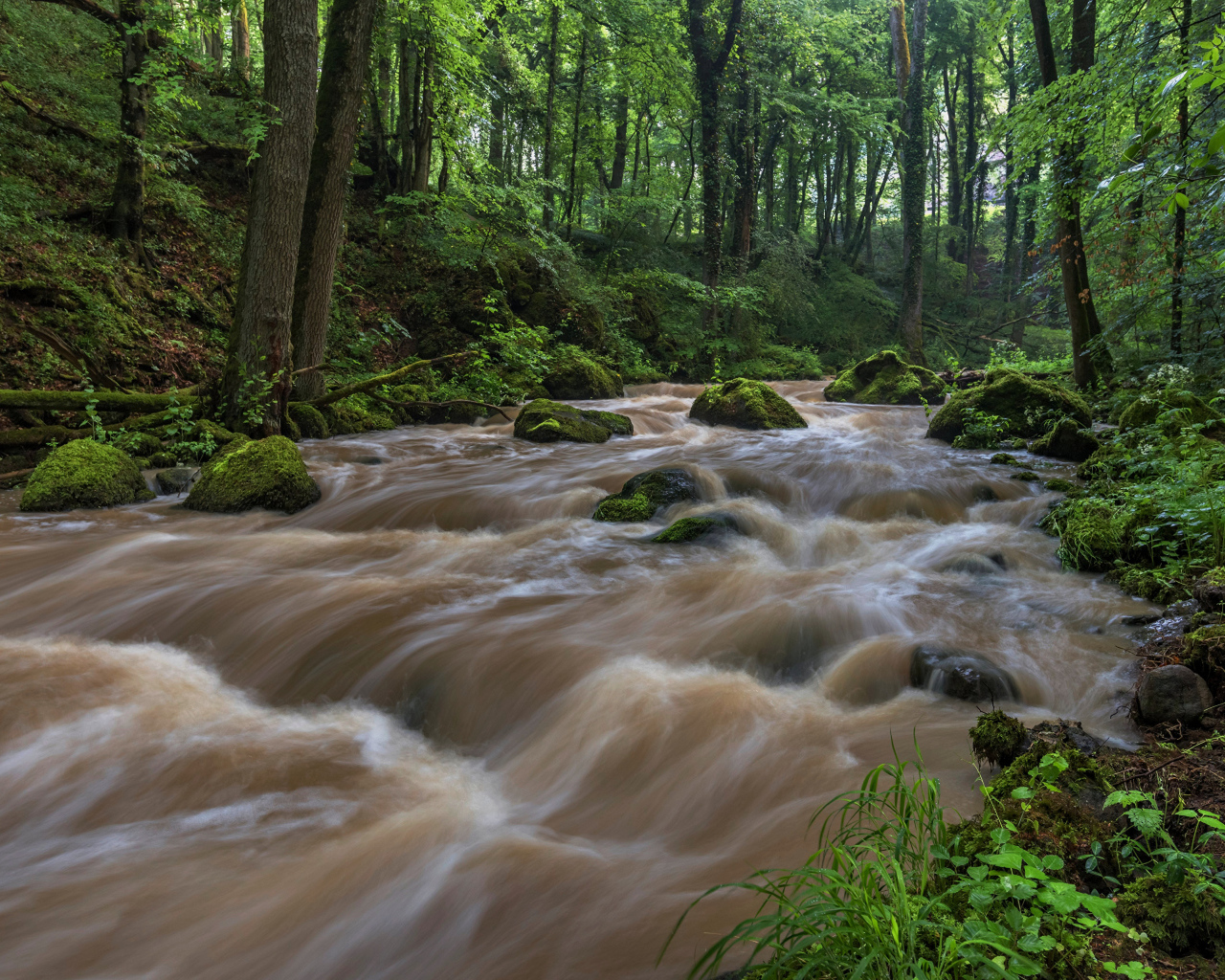 Быстрый поток реки в лесу