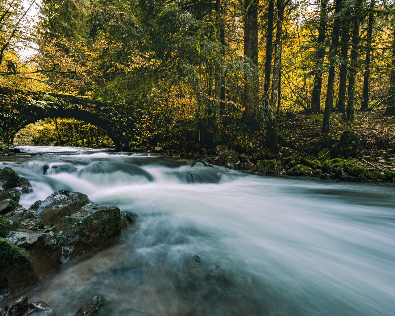 Быстрая вода реки в  лесу под старым мостом