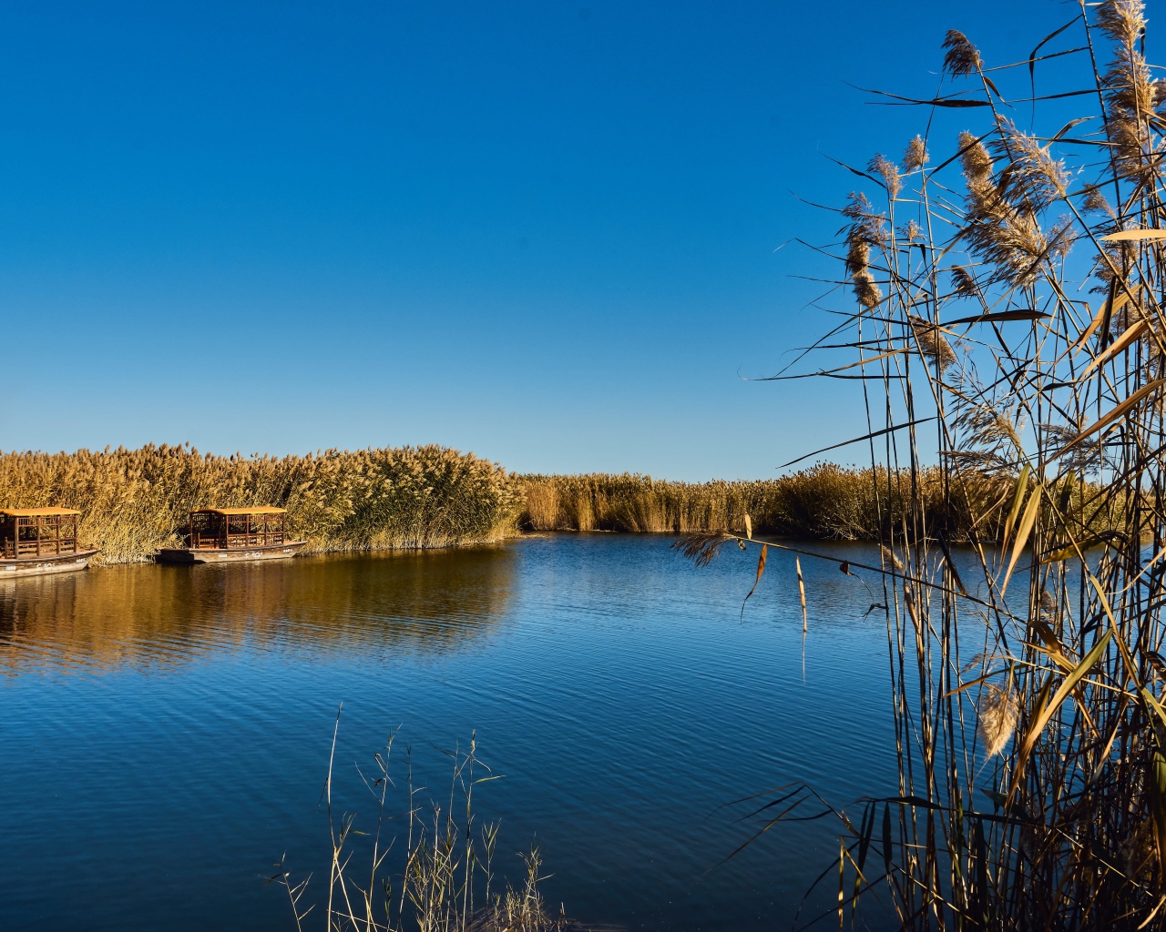Камыши на берегу озера летом