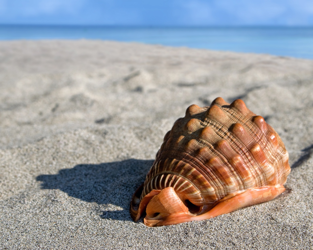 Большая красивая ракушка на песке у моря 