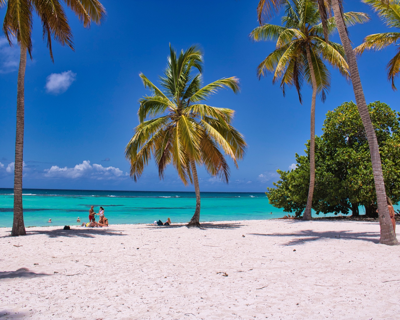 Высокие пальмы на берегу океана на  белом песке 