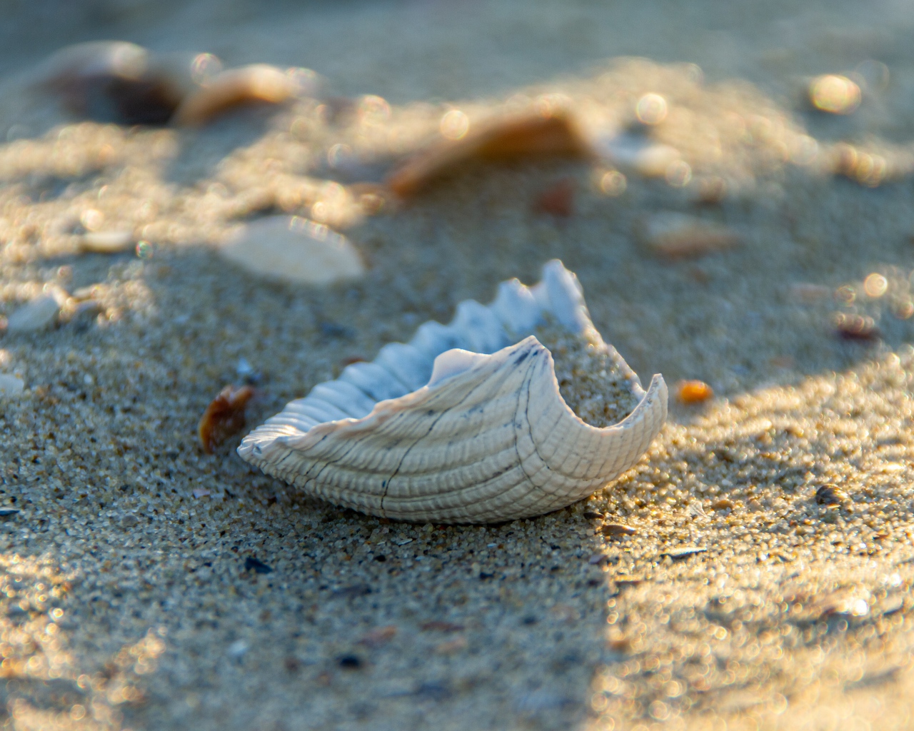 Белая ракушка на горячем песке летом