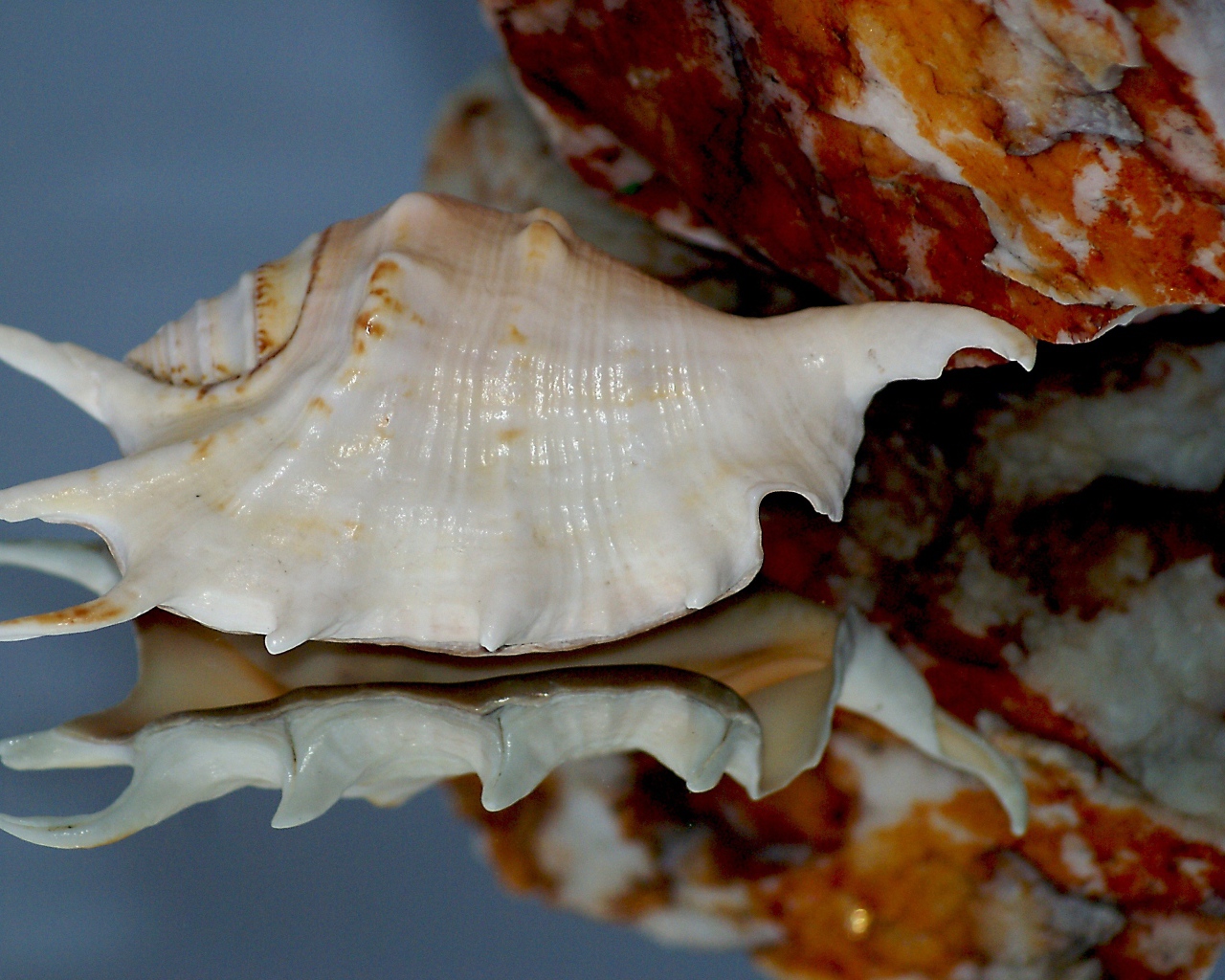 Белая ракушка отражается в зеркальной поверхности 