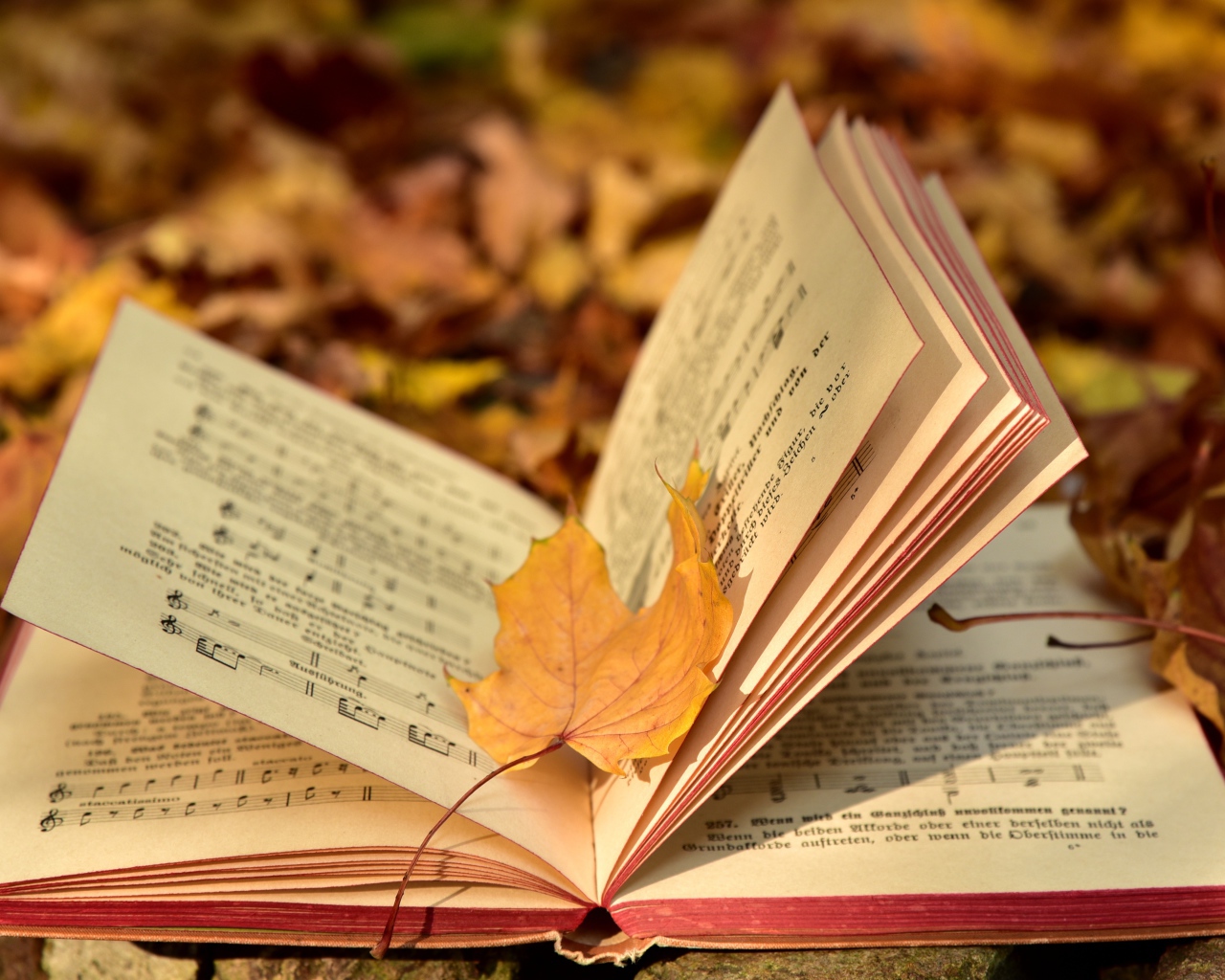 Книга с нотами на земле с опавшими листьями