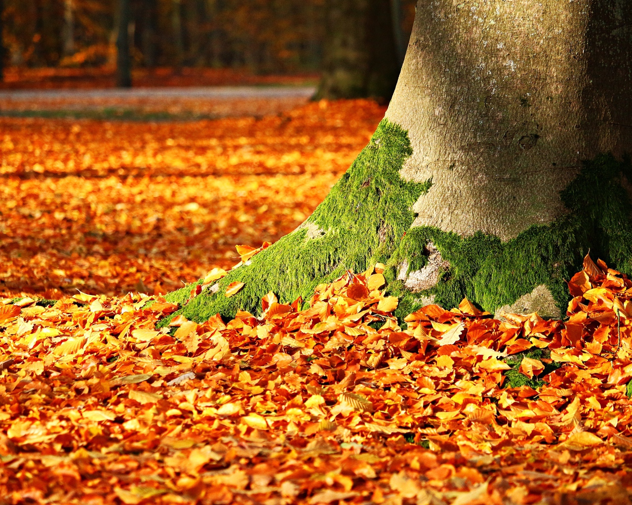 Опавшие желтые листья под деревом осенью 