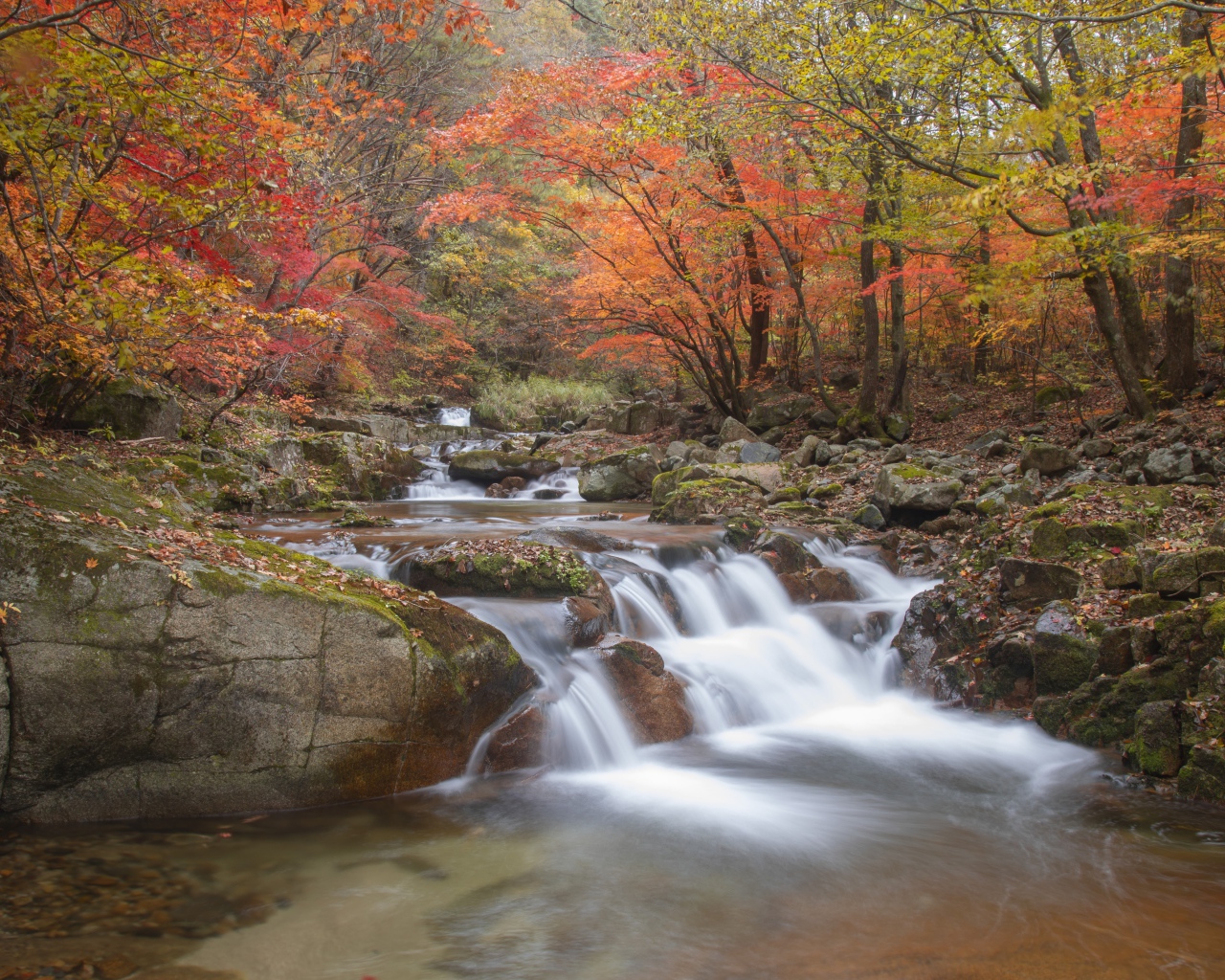 Быстрая вода реки стекает по камням в осеннем лесу 