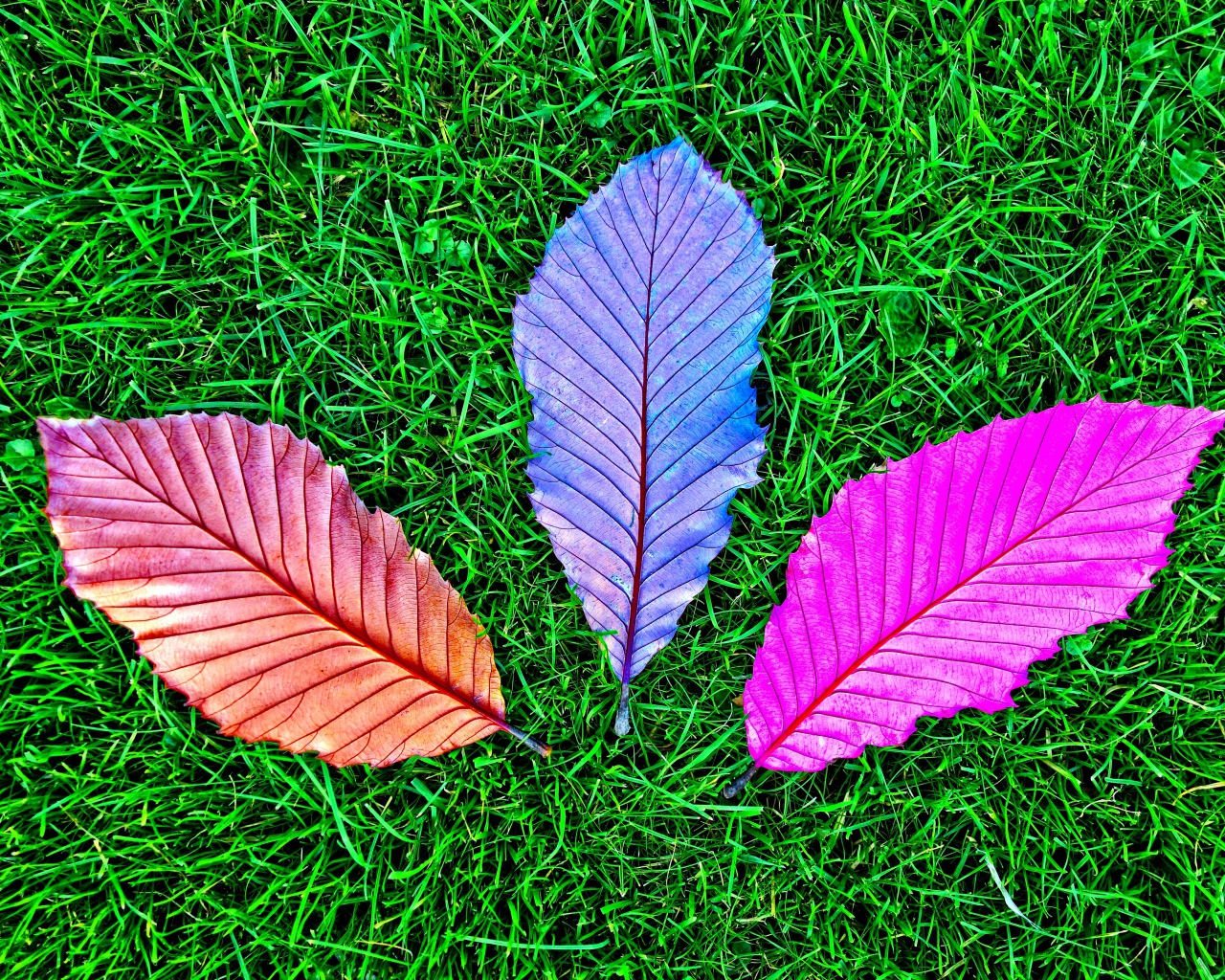 Три разноцветных опавших листа на зеленой траве