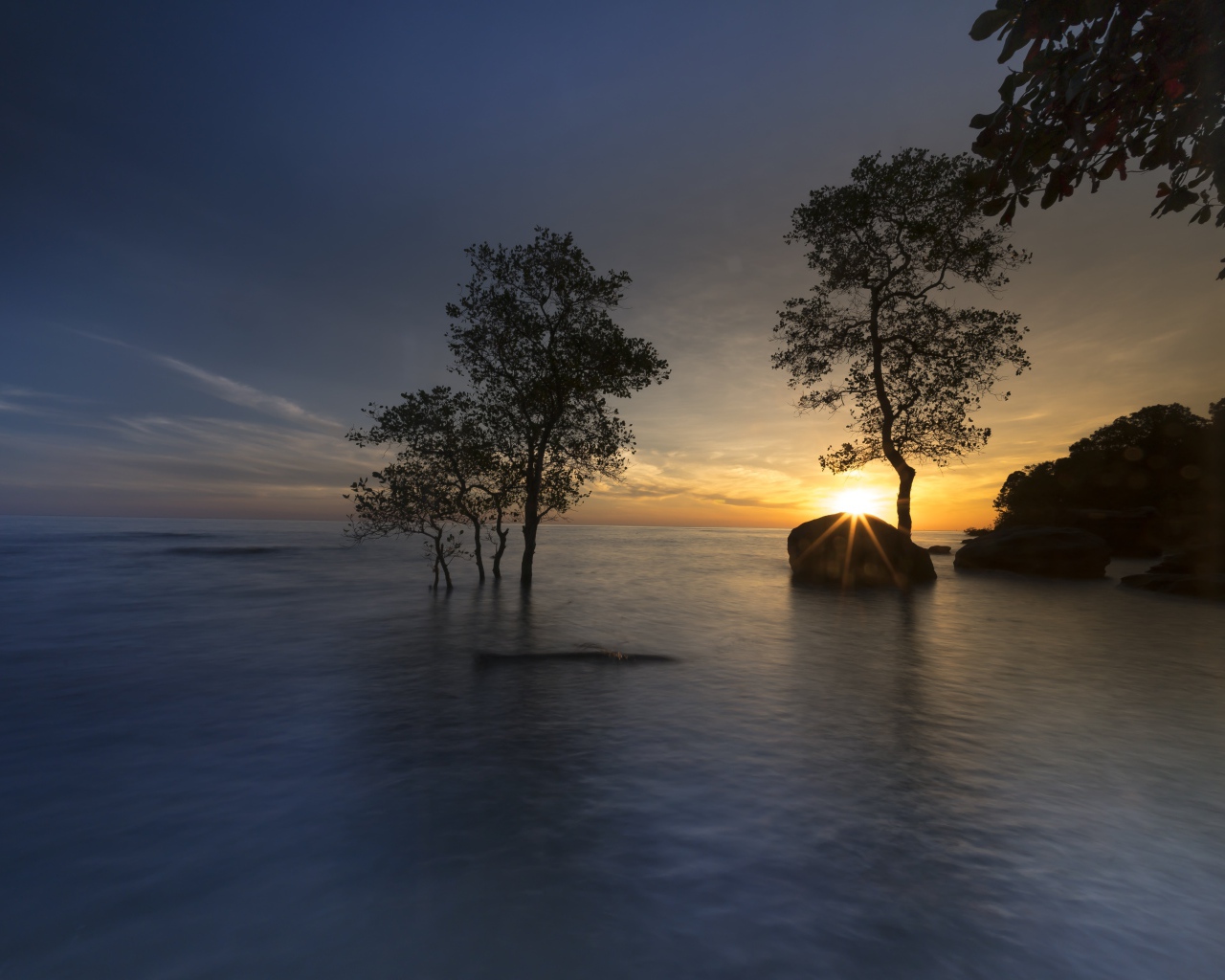 Деревья в воде на закате солнца летом