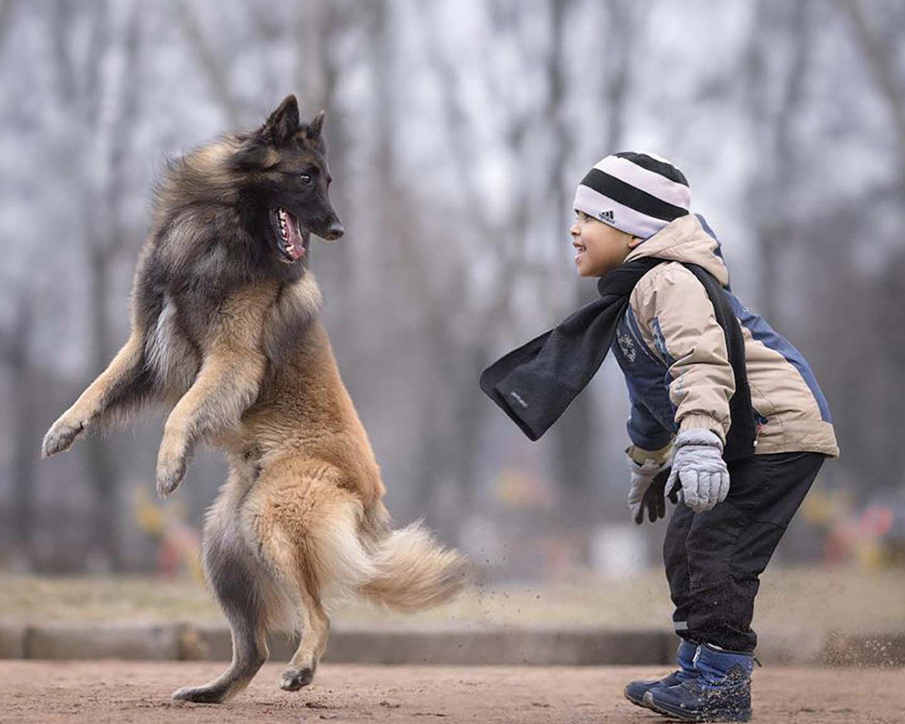 Маленький мальчик играет с овчаркой