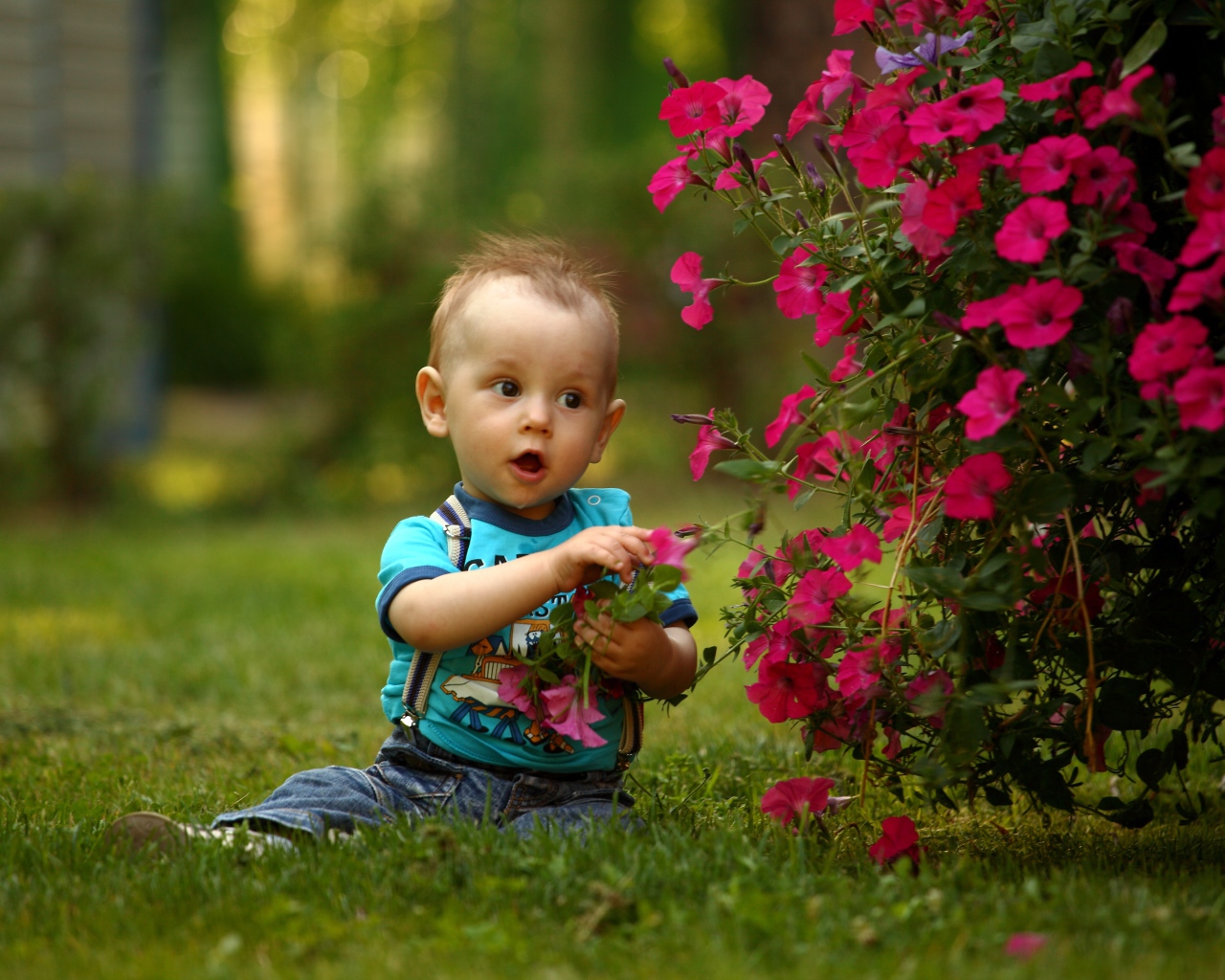 Маленький мальчик сидит возле красных цветов петунии