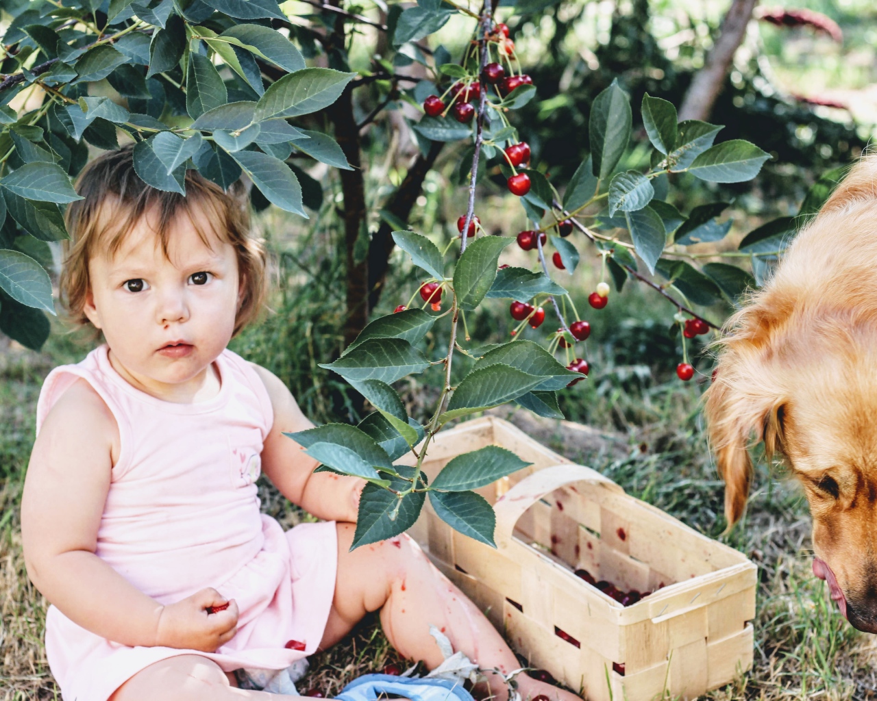 Маленькая девочка сидит под деревом вишни с собакой 