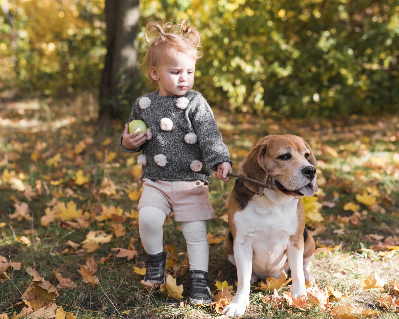 Маленькая девочка с собакой породы бигль в осеннем парке 
