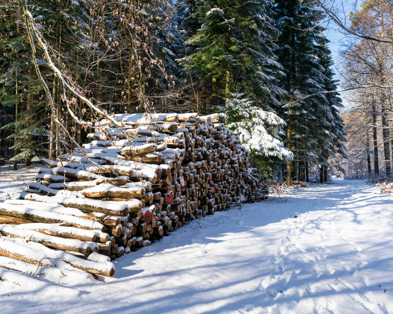 Заготовленные дрова в заснеженном лесу 