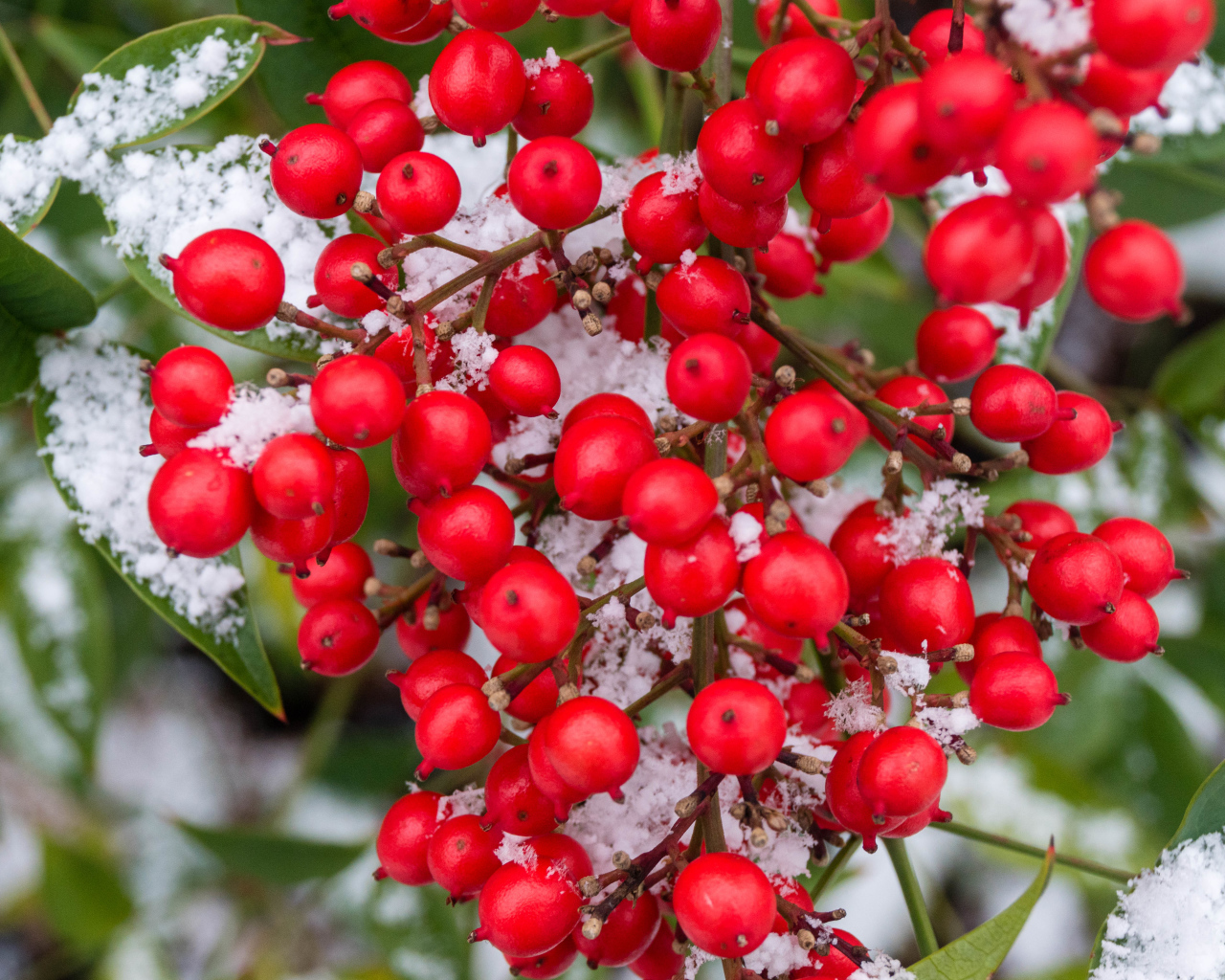 Красные ягоды калины в снегу