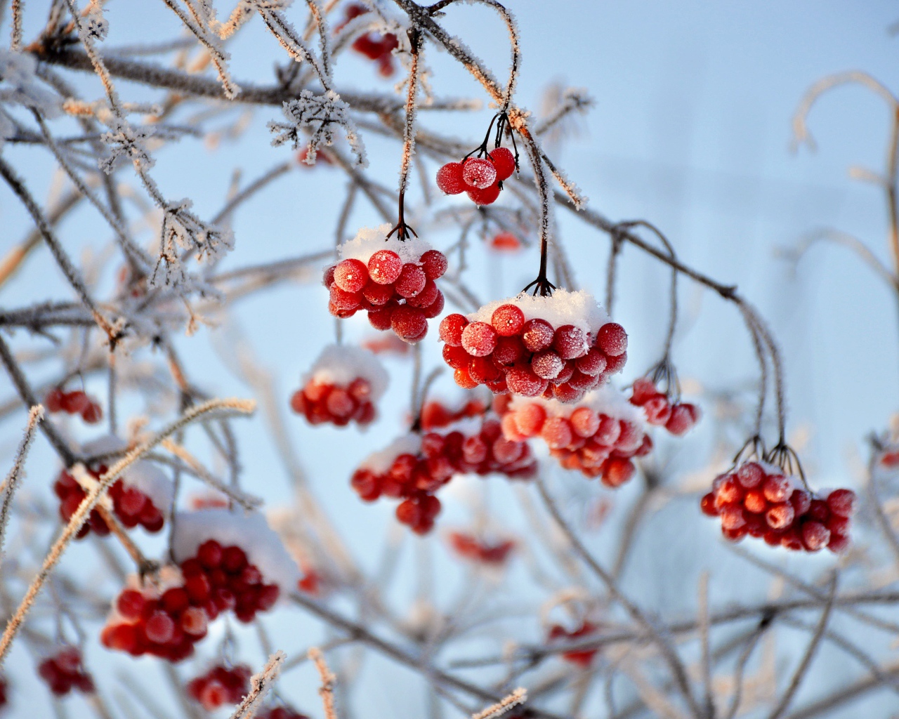 Red viburnum berries in white hoarfrost