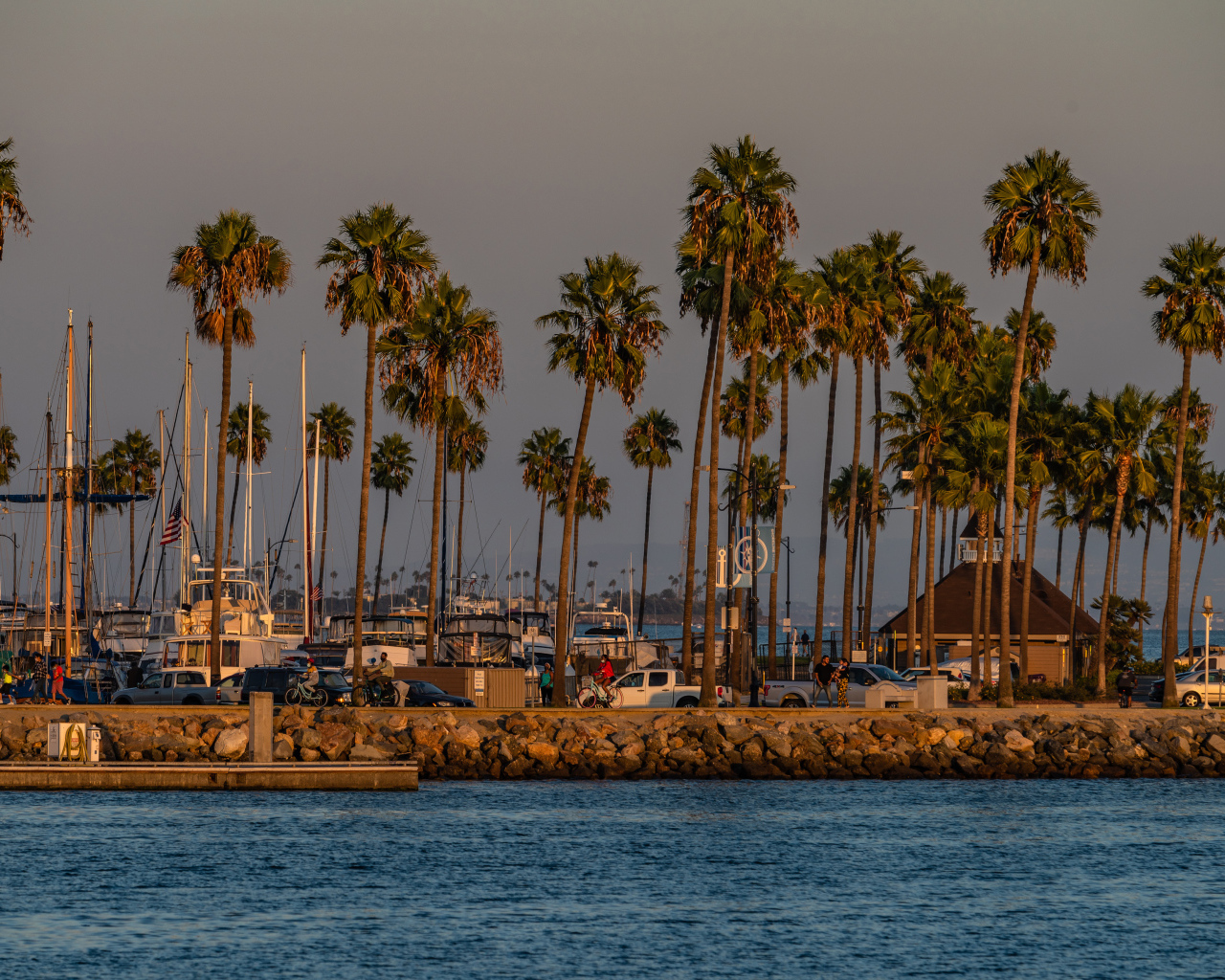 Высокие пальмы на берегу залива, США