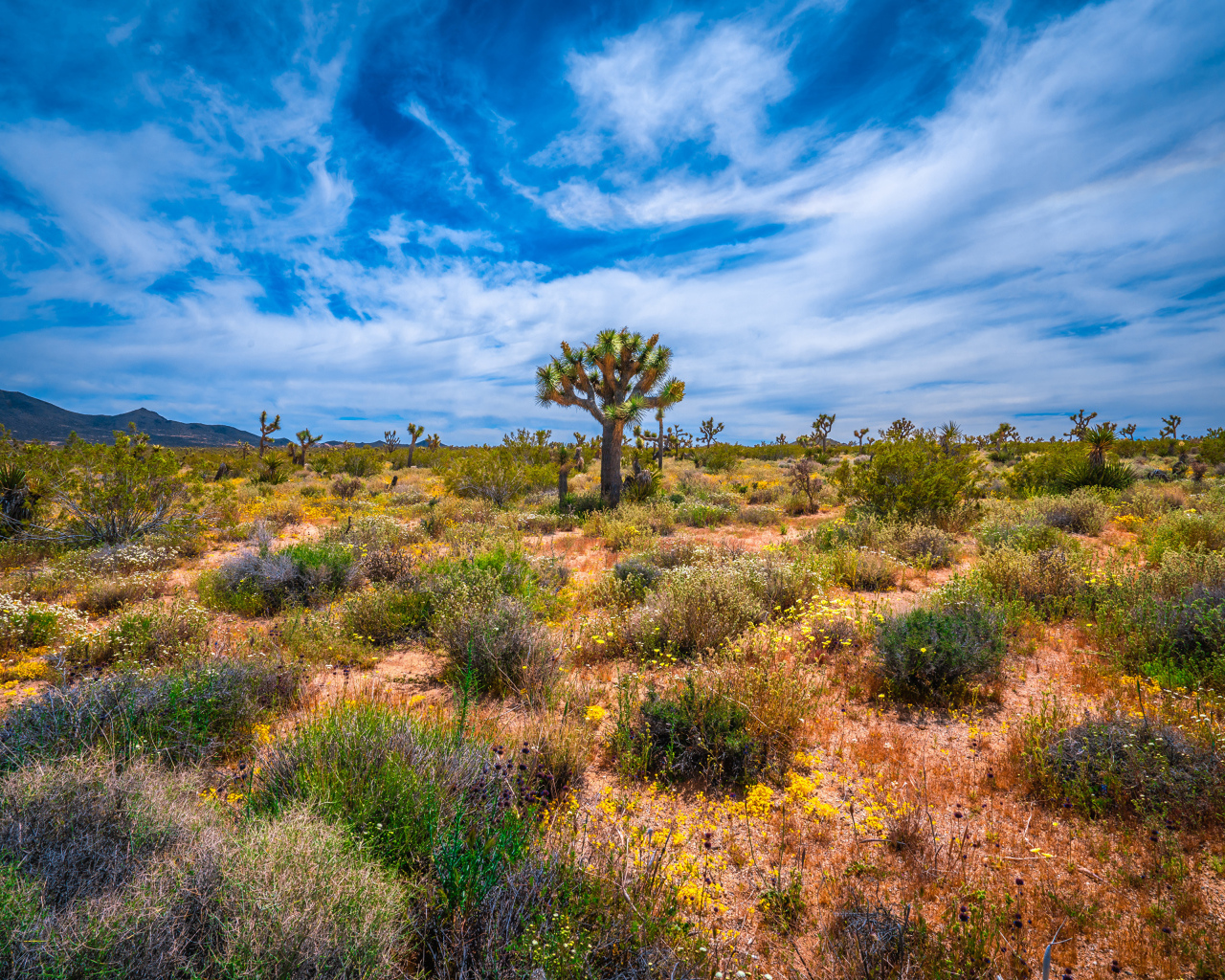 Колючие кактусы в национальном парке Калифорнии под красивым небом, США