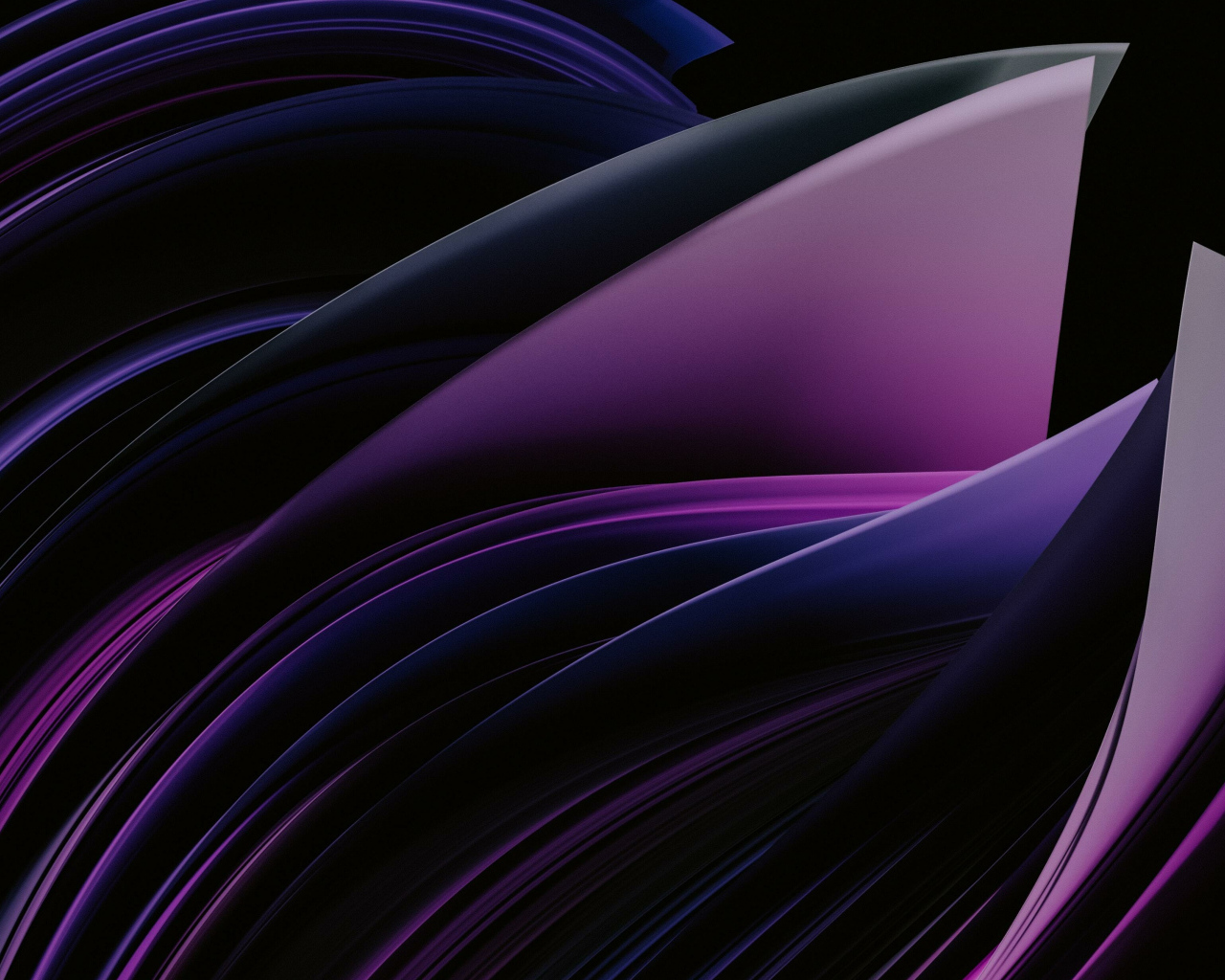 Фиолетовые абстрактные лепестки на черном фоне