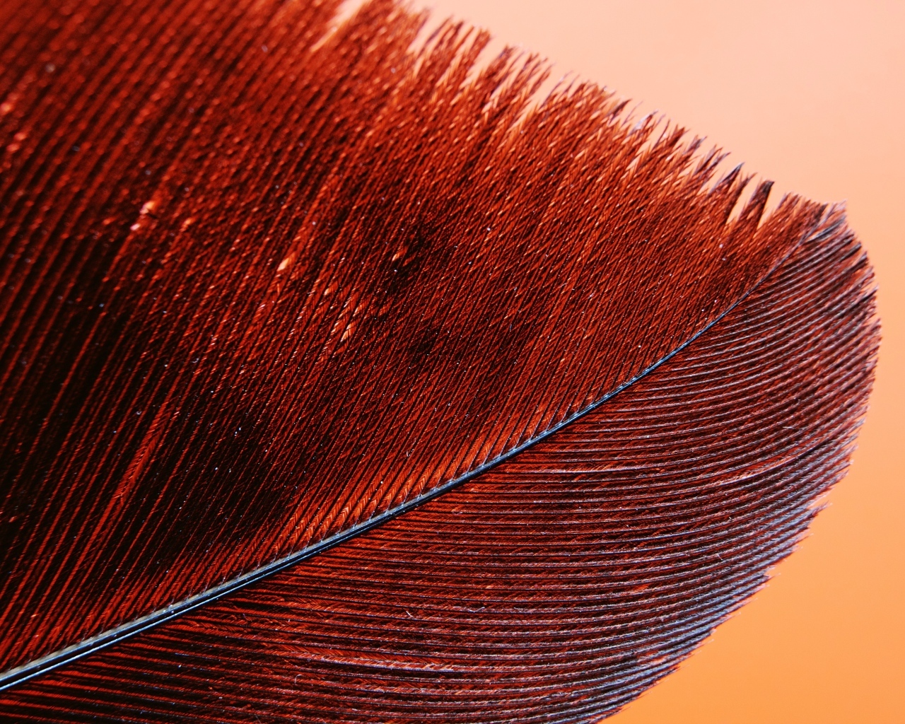 Красное перо крупным планом