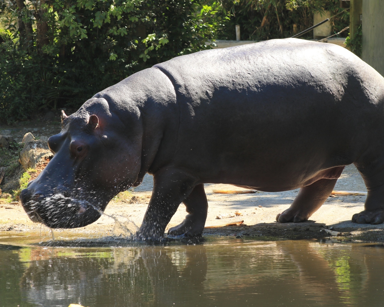 Большой гиппопотам идет по воде