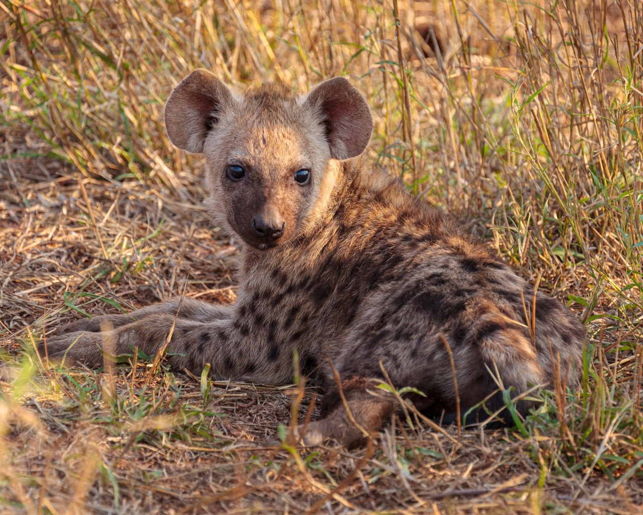 Детеныш гиены лежит на траве