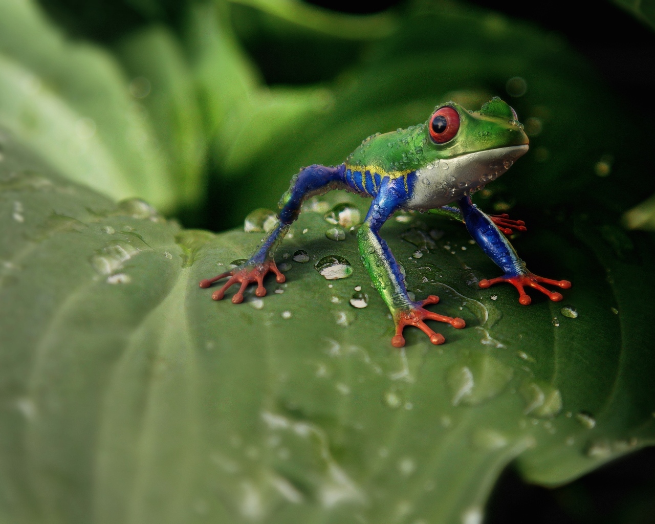 Little green frog sits on a green leaf