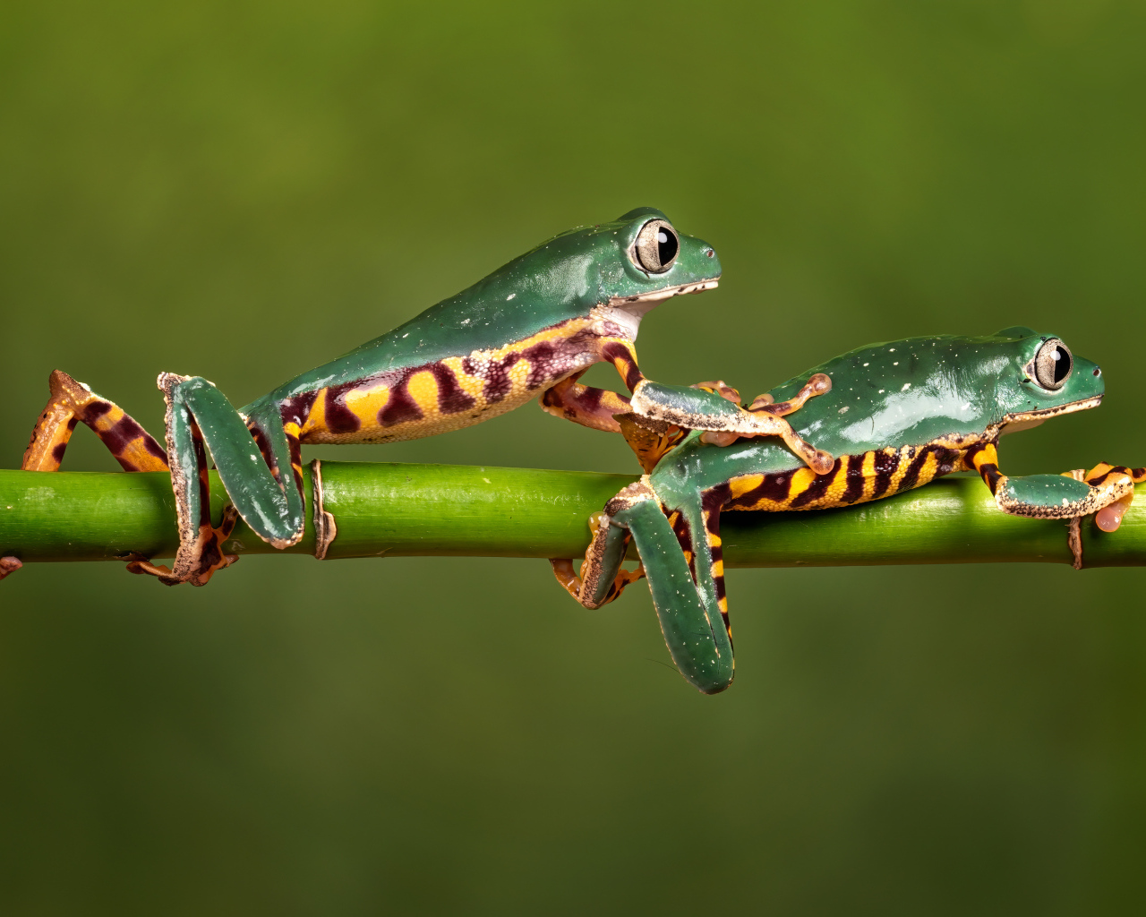 Две зеленые лягушки на ветке