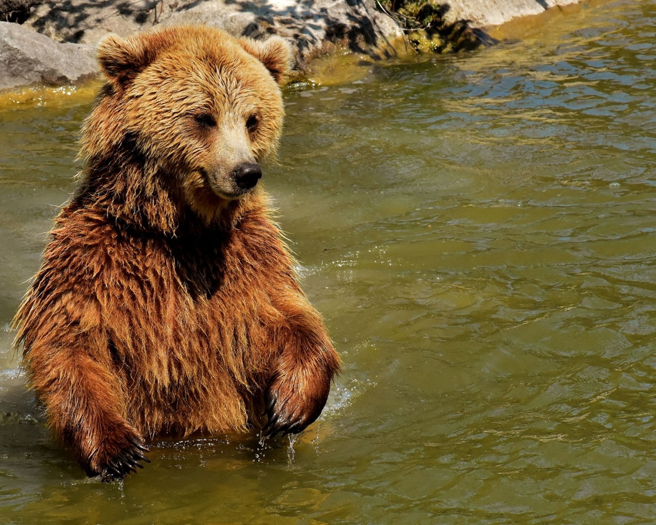 Большой бурый медведь в воде