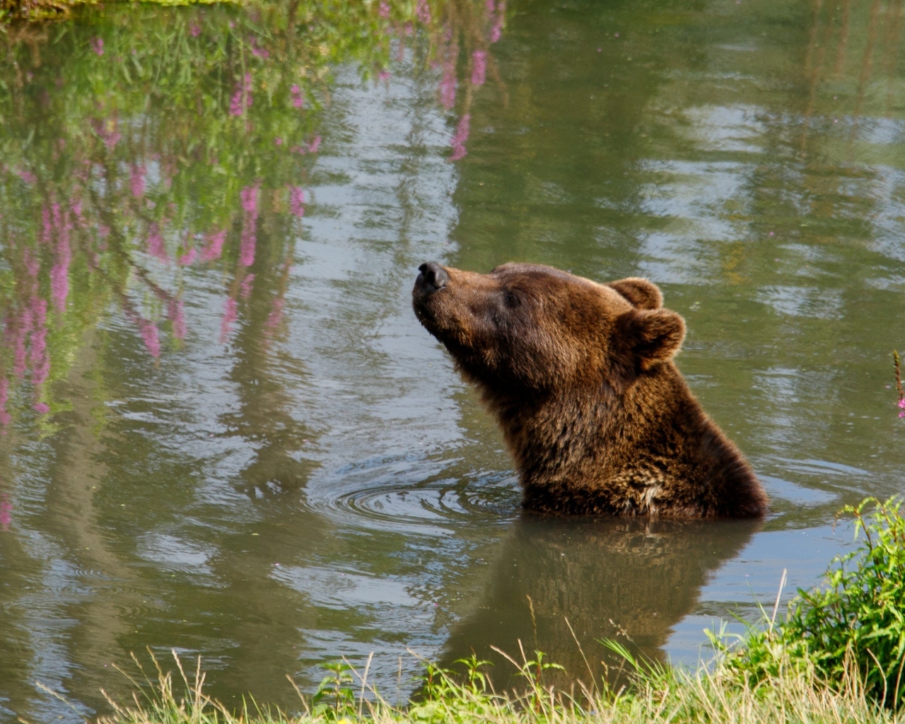 Большой бурый медведь плавает в воде