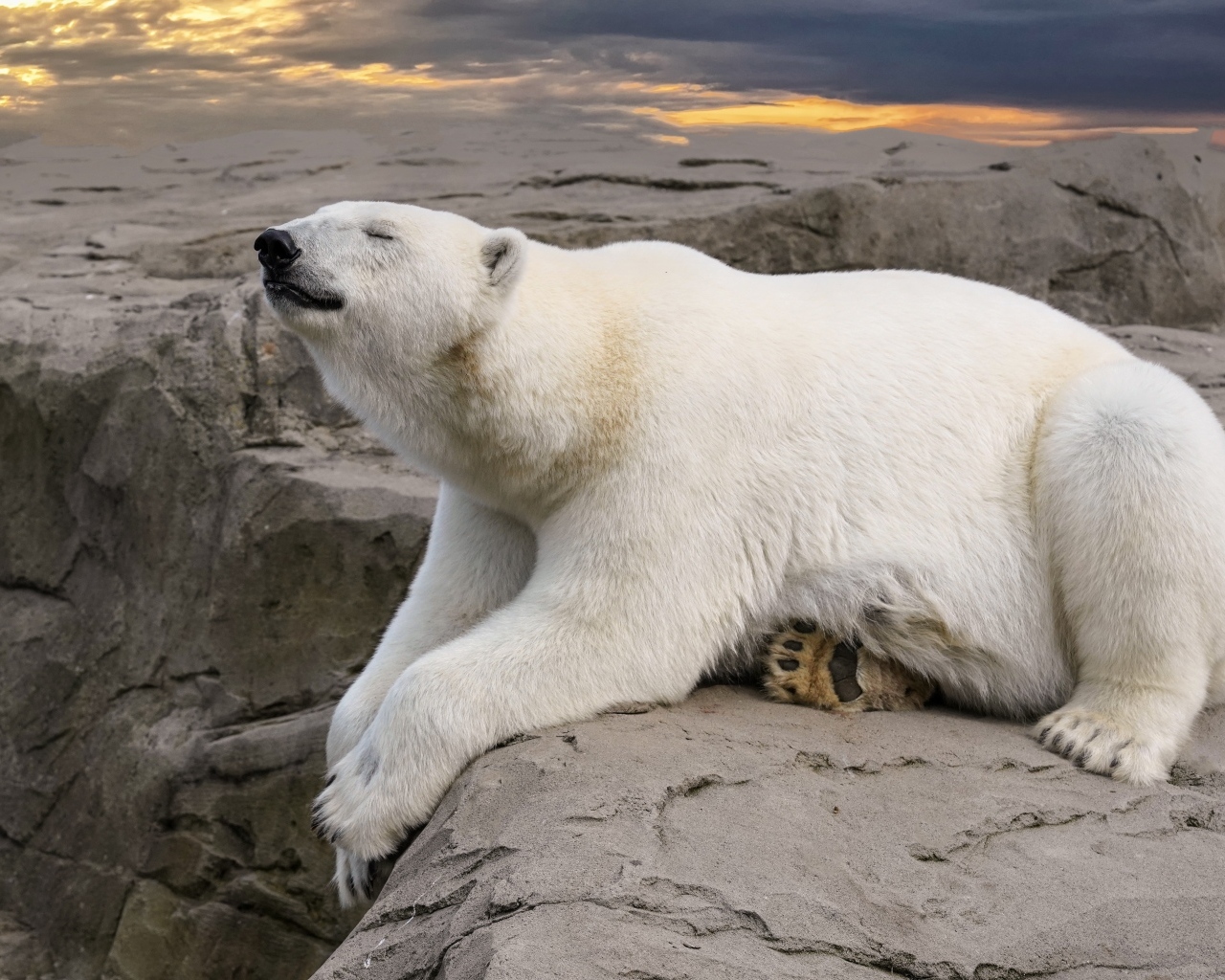 Большой белый медведь спит на камне