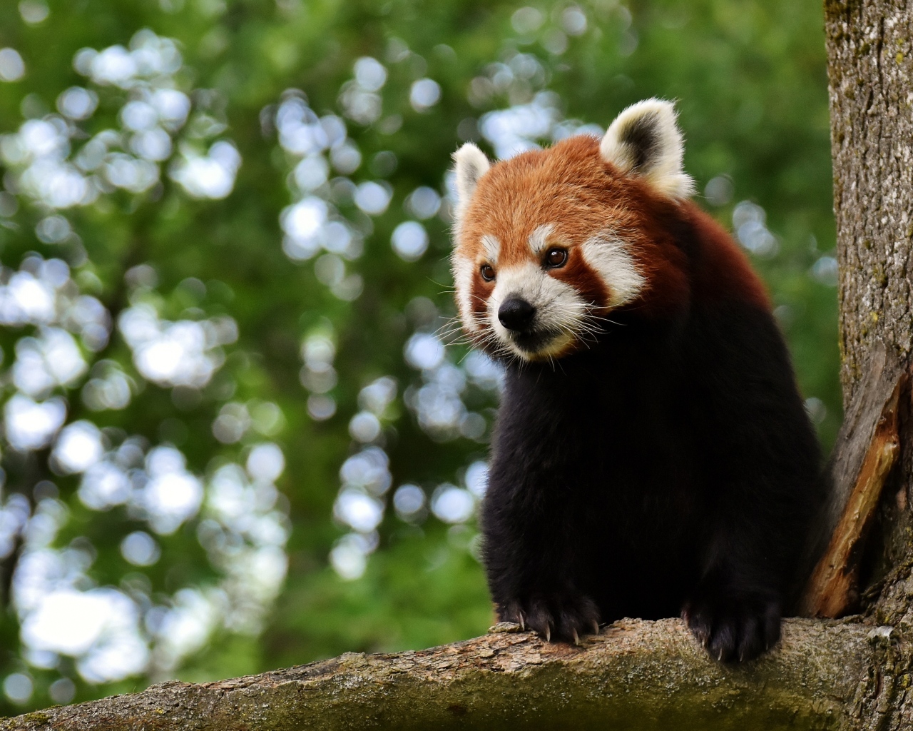 Большая красная панда сидит на дереве