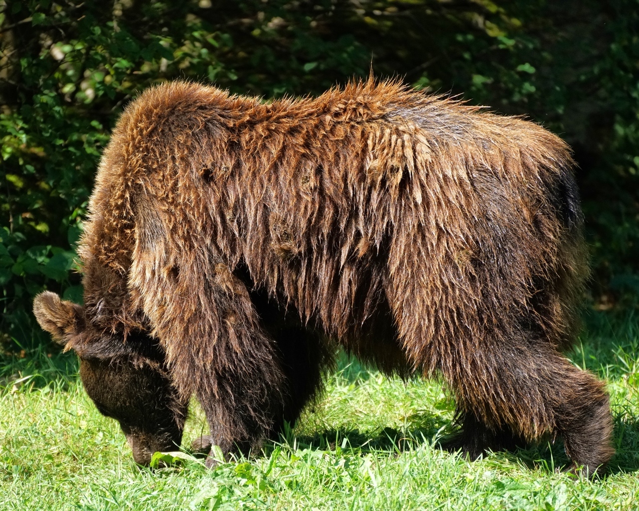 Большой мокрый бурый медведь на траве