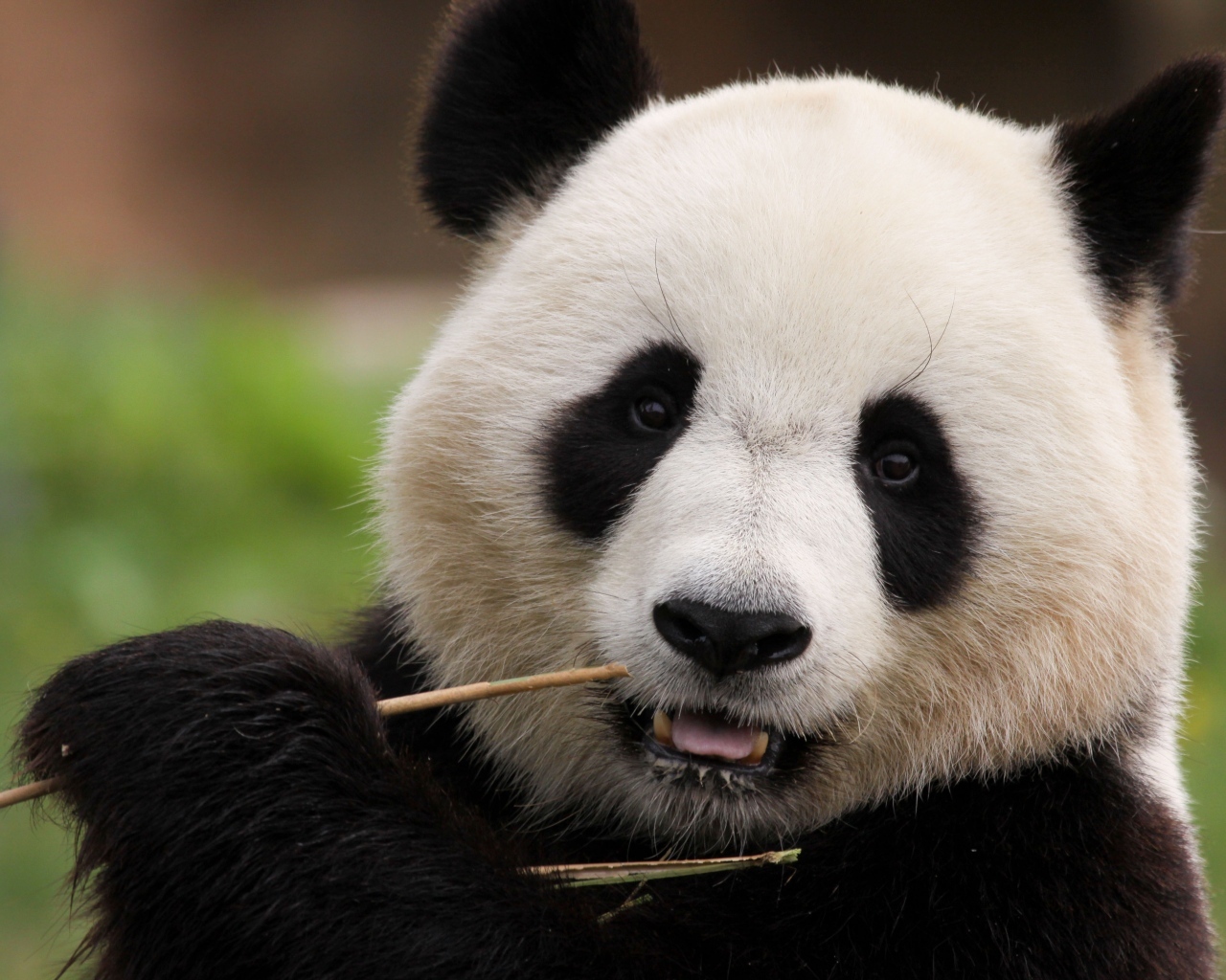 Большая панда грызет ветку бамбука