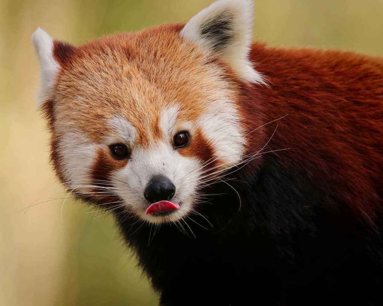 Большая красная панда с высунутым языком