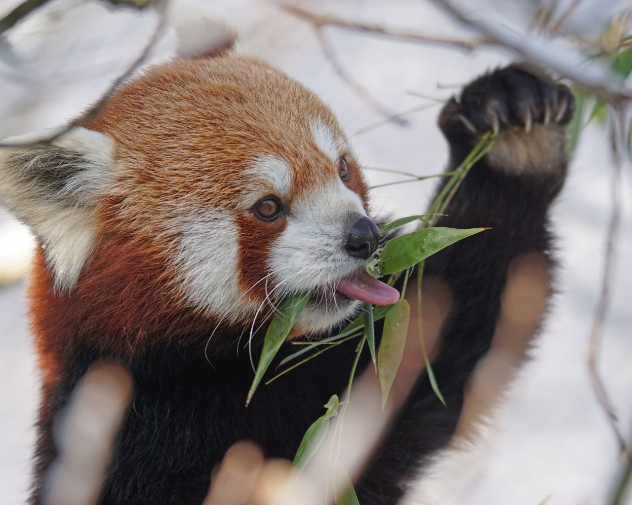 Красная панда ест ветки эвкалипта