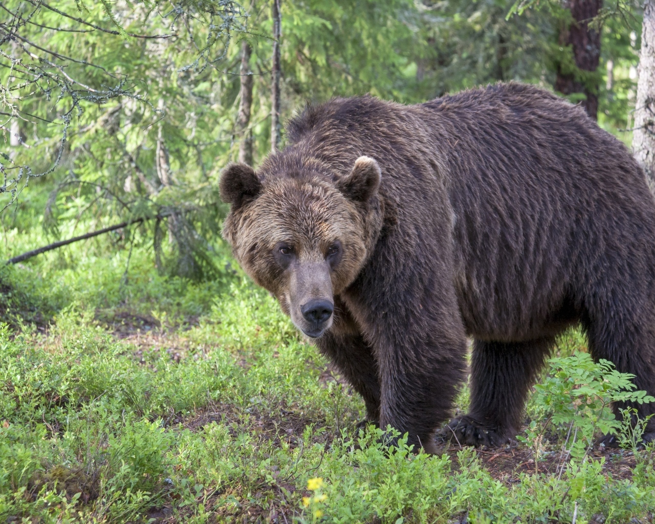 Грозный большой бурый медведь в лесу