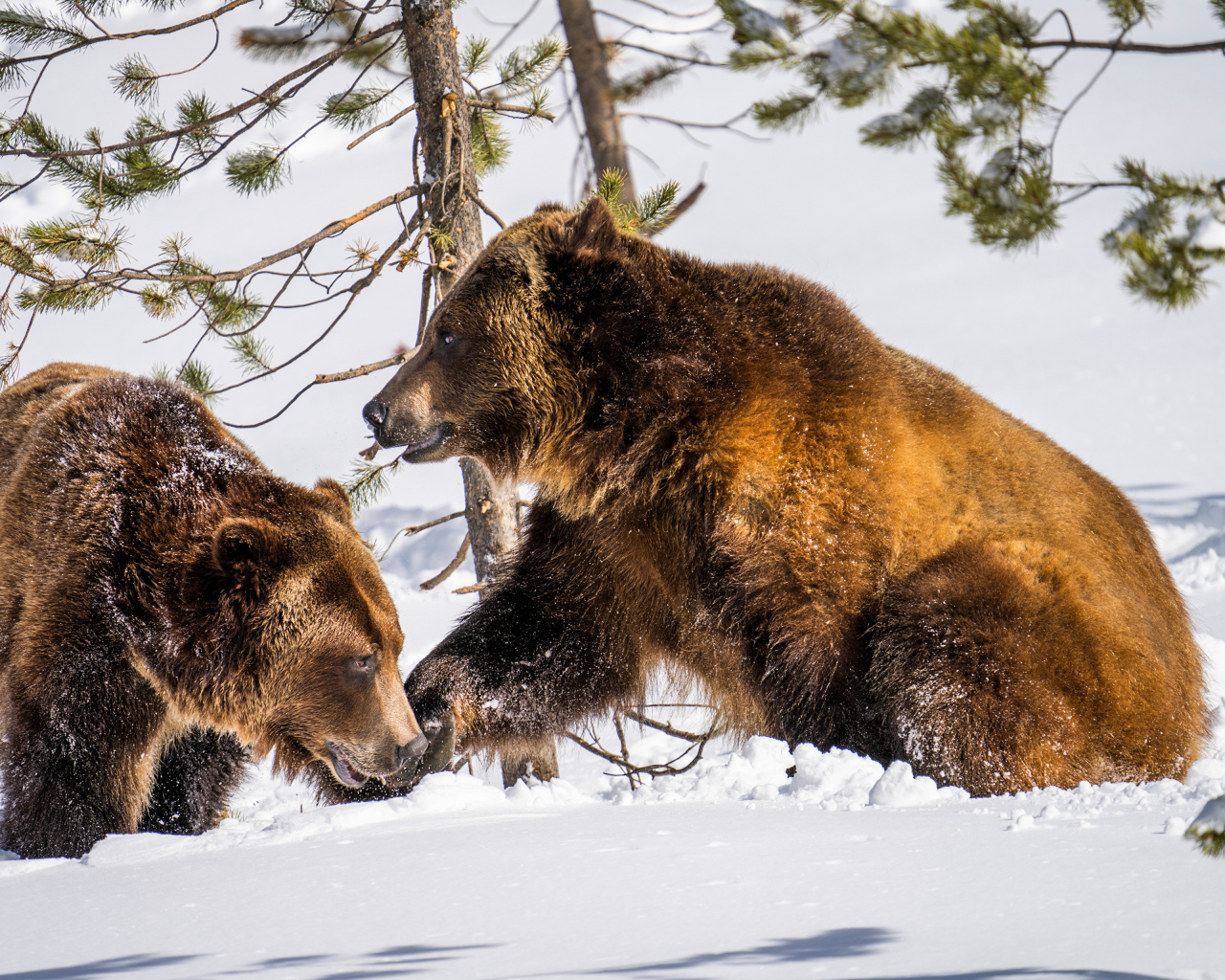 Два бурых медведя на снегу