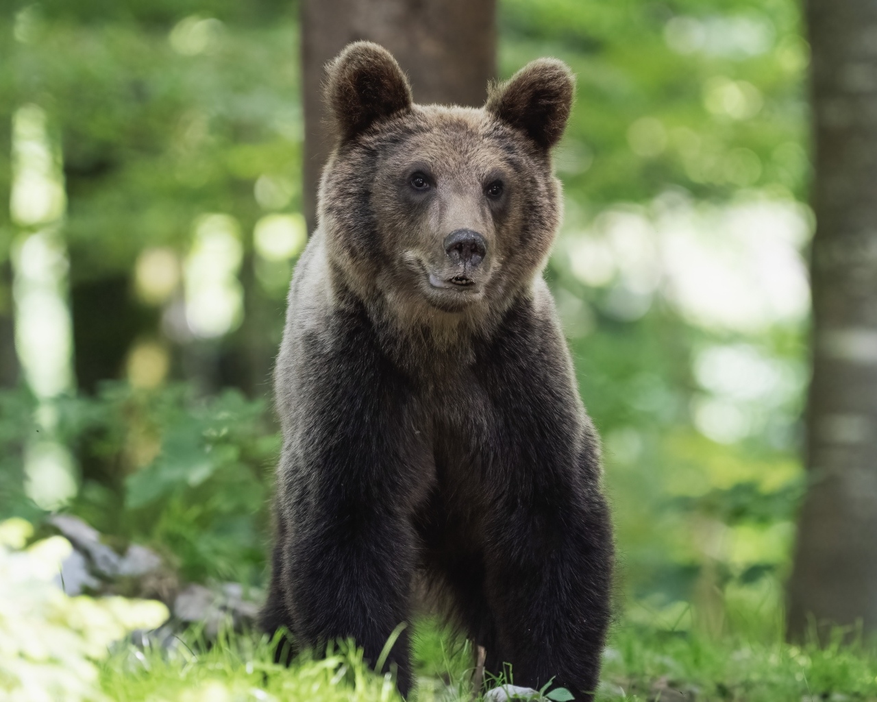Молодой бурый медведь в лесу