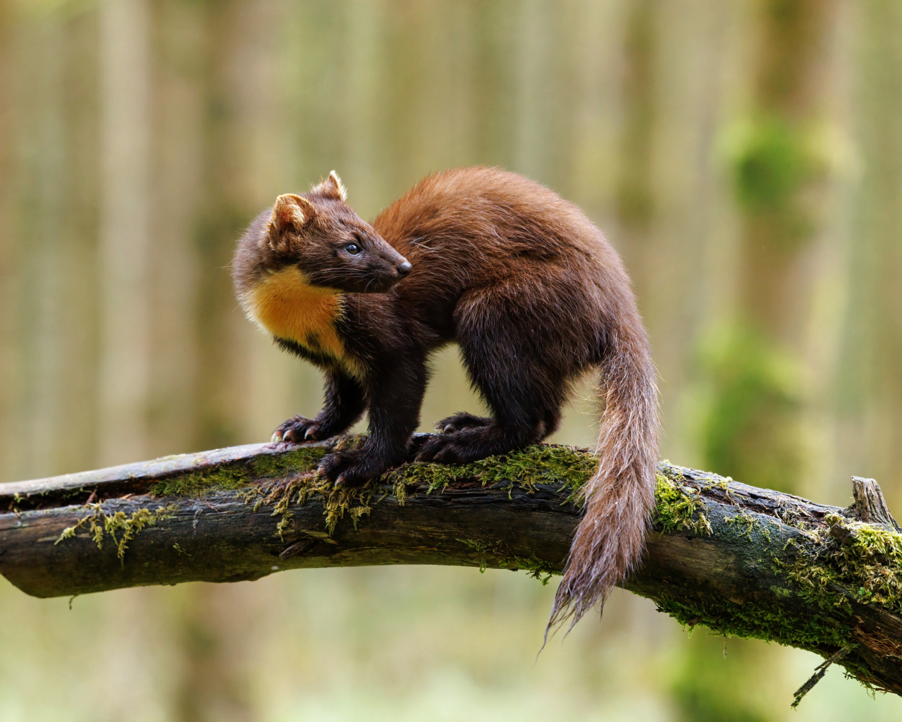 Красивая куница сидит на ветке