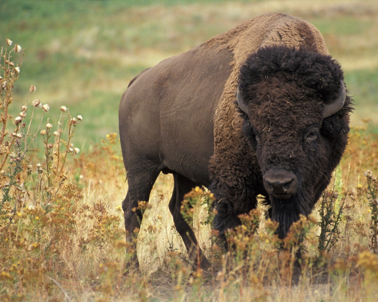 Большой бизон на траве