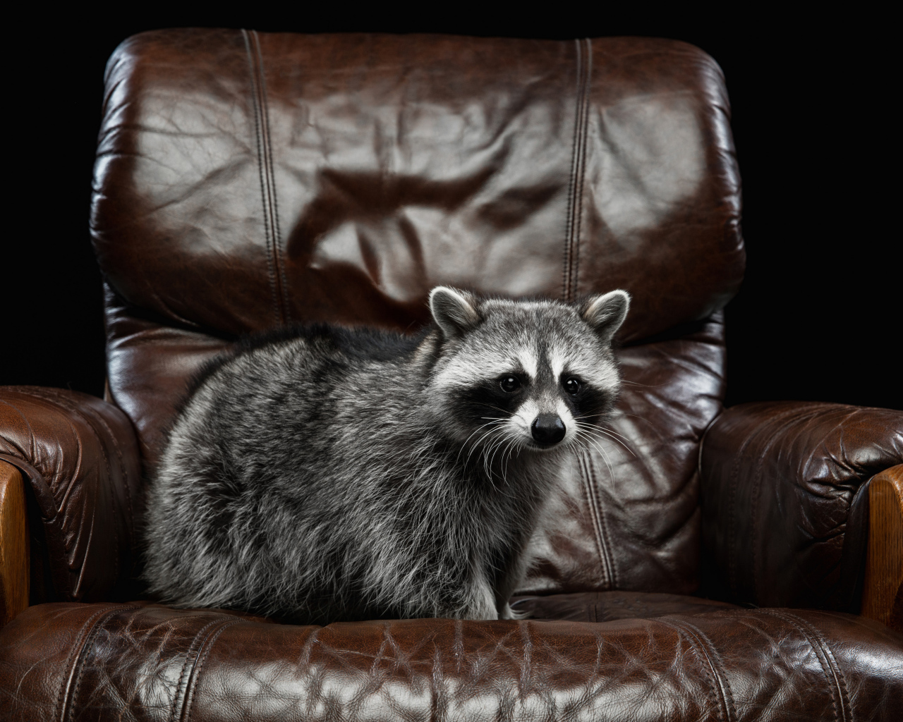 Большой серый енот на кожаном кресле