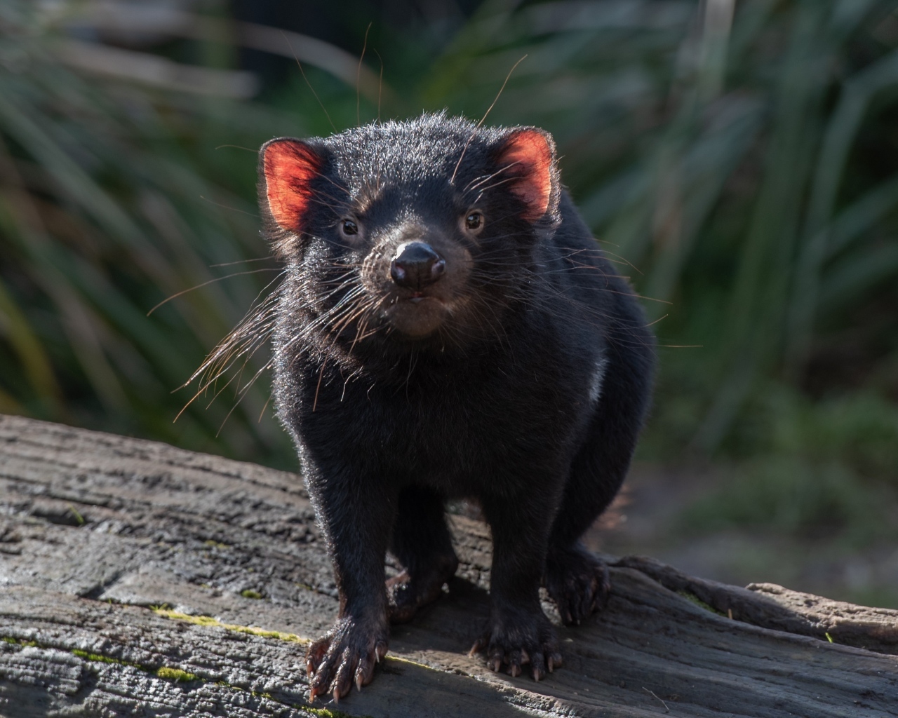 Черный тасманский дьявол вблизи