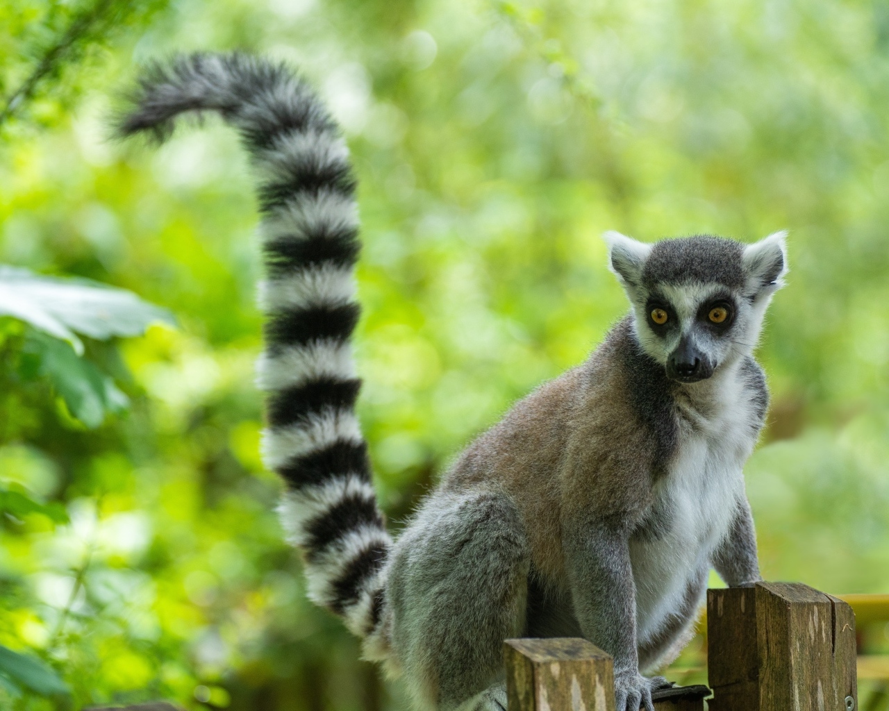 Большой лемур с длинным полосатым хвостом