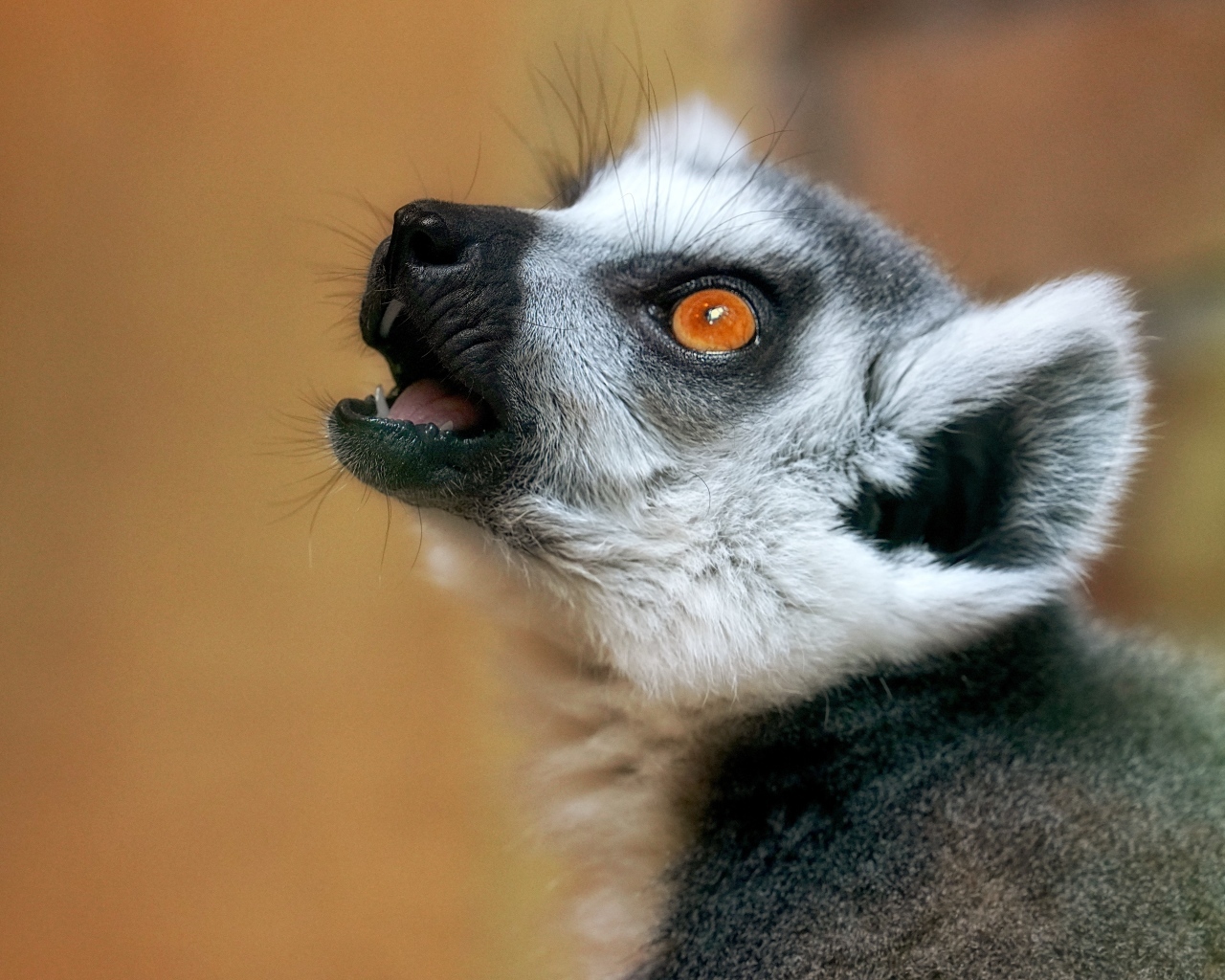 Голова лемура с желтыми глазами