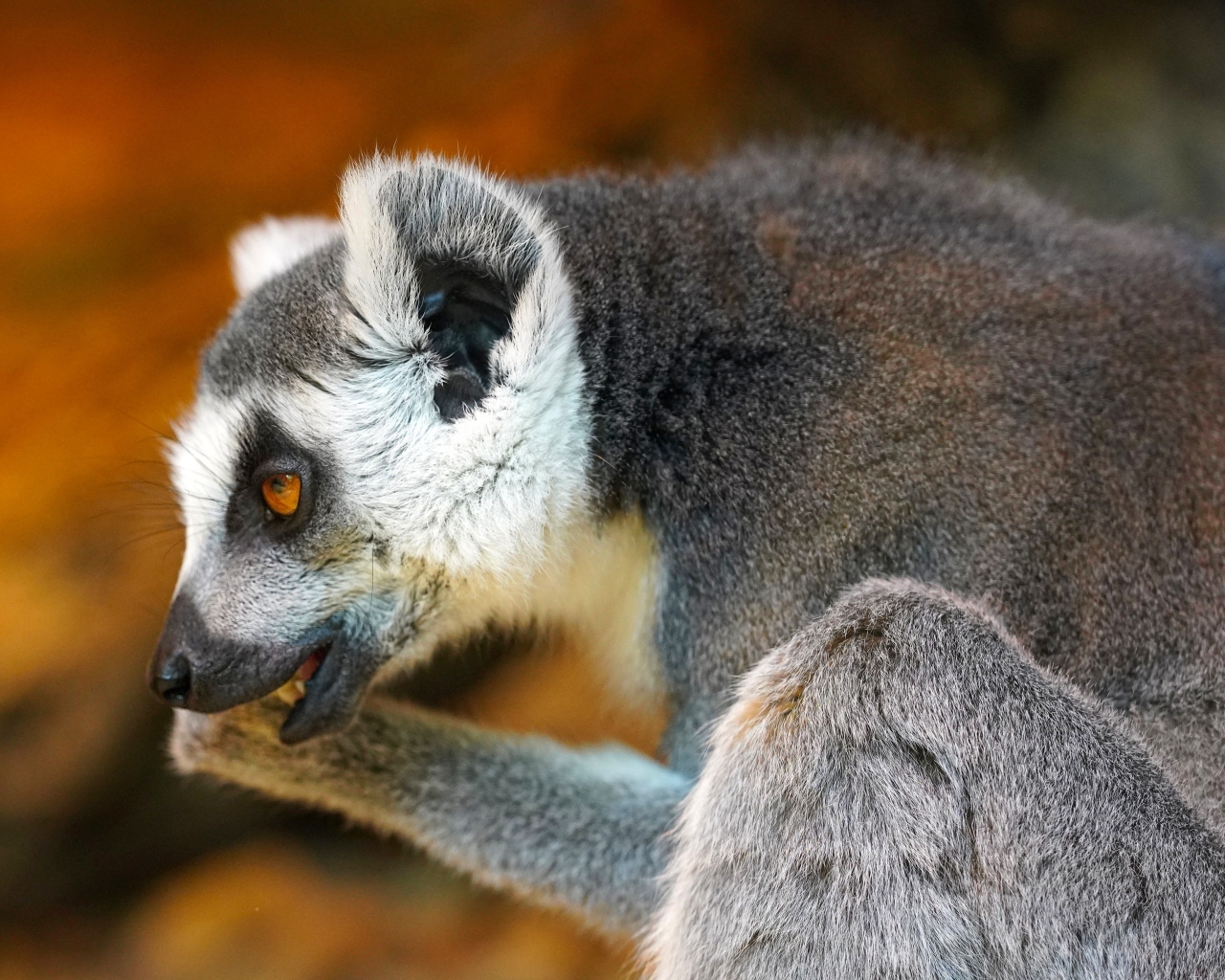 Лемур с открытым ртом крупным планом