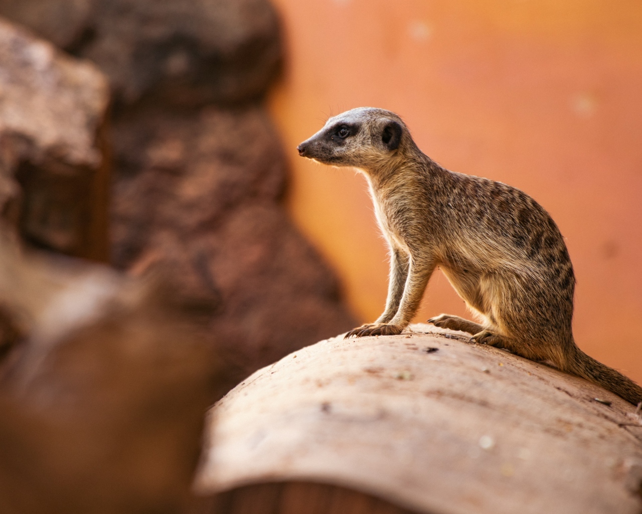 Маленький сурикат на камне крупным планом