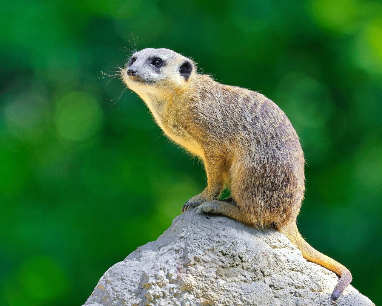 Маленький сурикат сидит на камне
