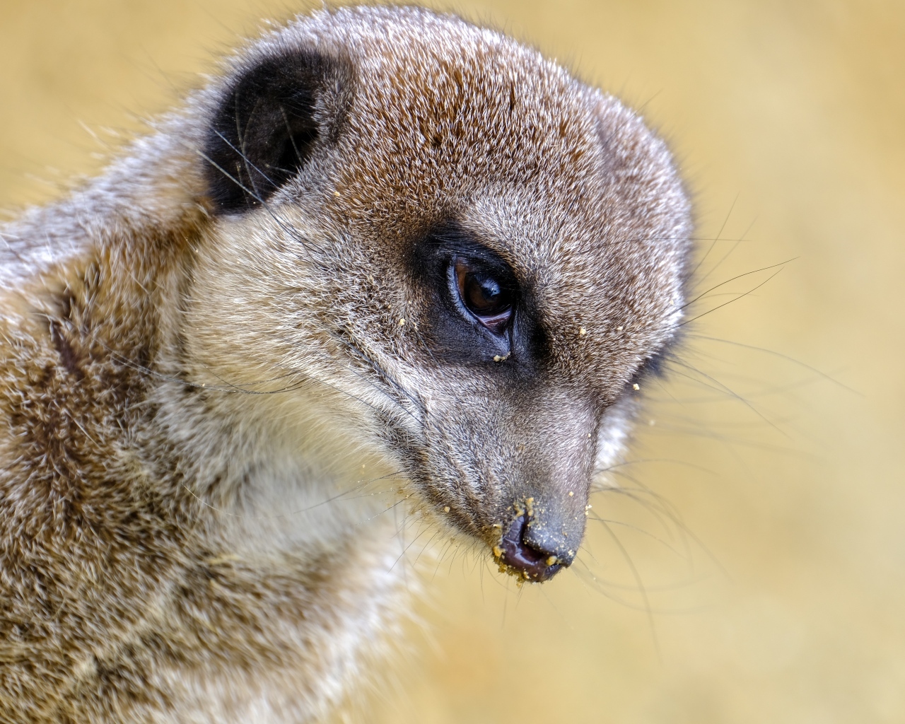 Голова суриката крупным планом